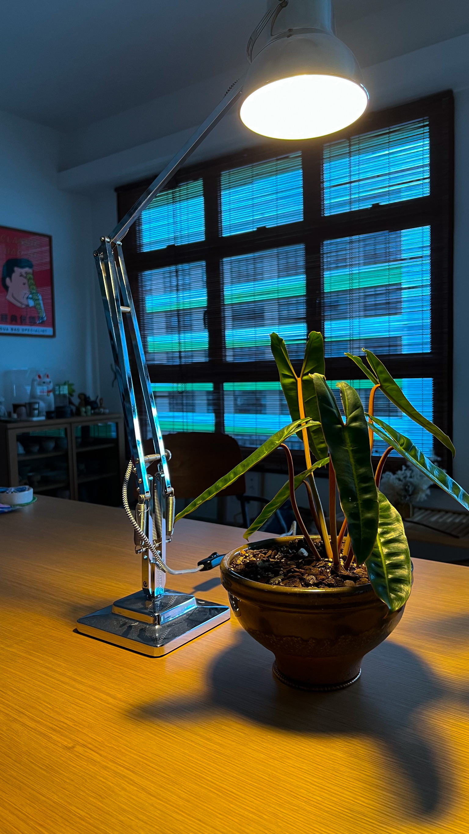 Enlivening the Balcony: A Haven for Plants and Nostalgia - desk lamp, indoor lighting, plant, green leaves, indoor plants