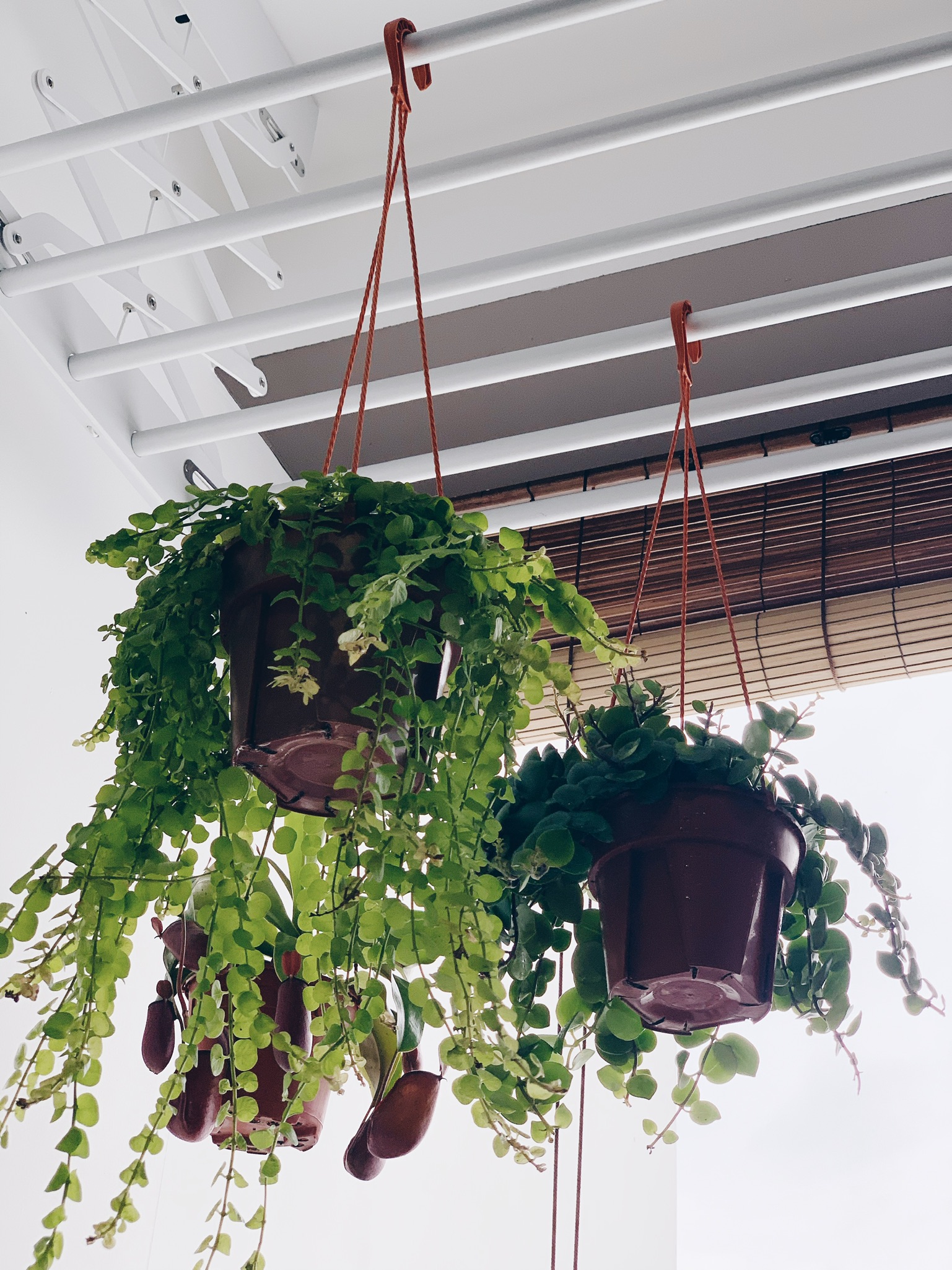 Enlivening the Balcony: A Haven for Plants and Nostalgia - green hanging plant pots, indoor greenery, hanging planters