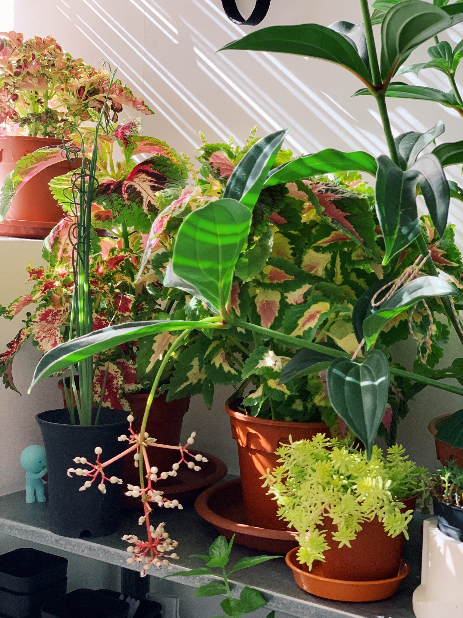 Enlivening the Balcony: A Haven for Plants and Nostalgia - various potted plants, colorful foliage, indoor greenery, indoor
