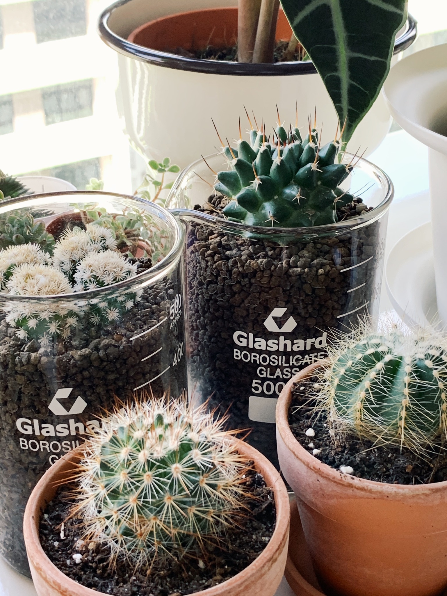 Enlivening the Balcony: A Haven for Plants and Nostalgia - glass containers, cacti, Borosilicate glass, indoor plants