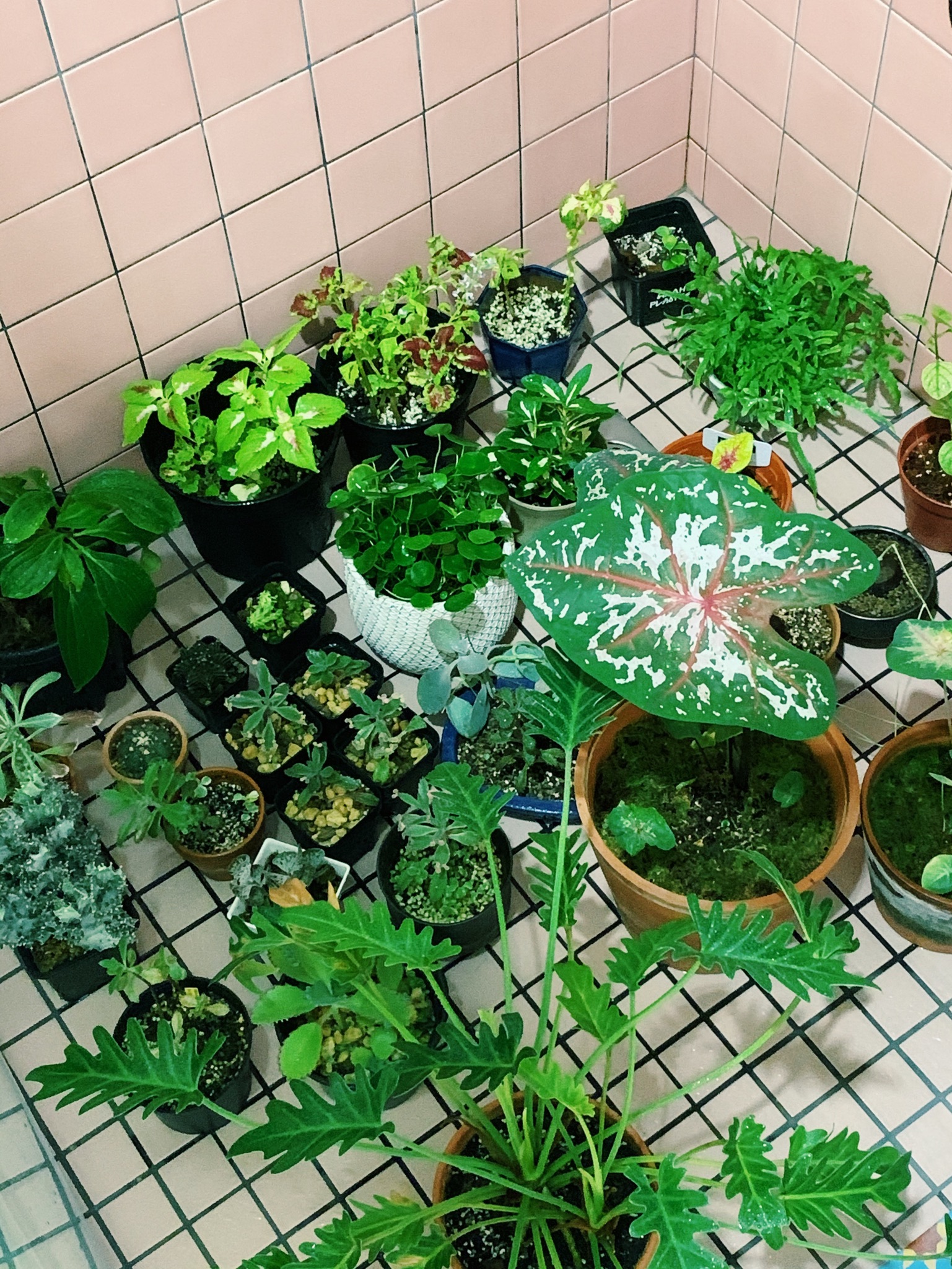 Enlivening the Balcony: A Haven for Plants and Nostalgia - various green plants, indoor garden, terracotta pots, leafy green