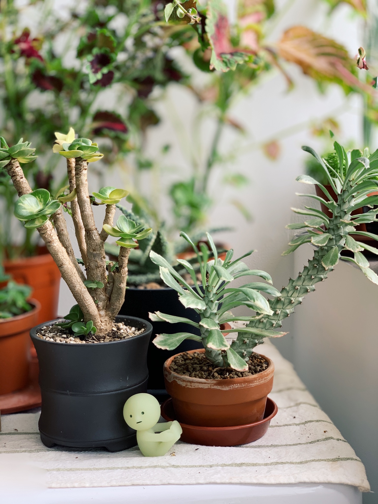 Enlivening the Balcony: A Haven for Plants and Nostalgia - succulent plant, green succulent, indoor plant, potted plant
