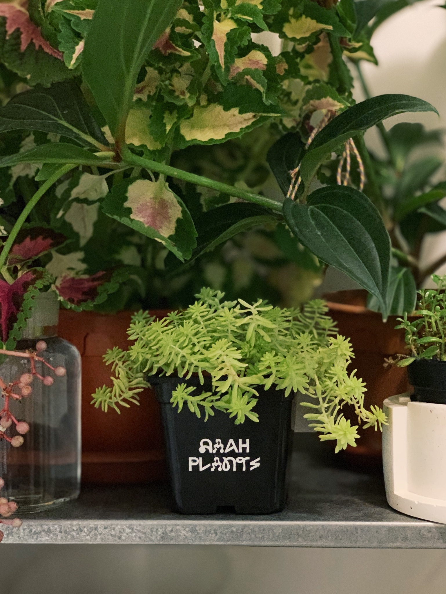 Enlivening the Balcony: A Haven for Plants and Nostalgia - succulent green plant, indoor plant, potted plant, lush green