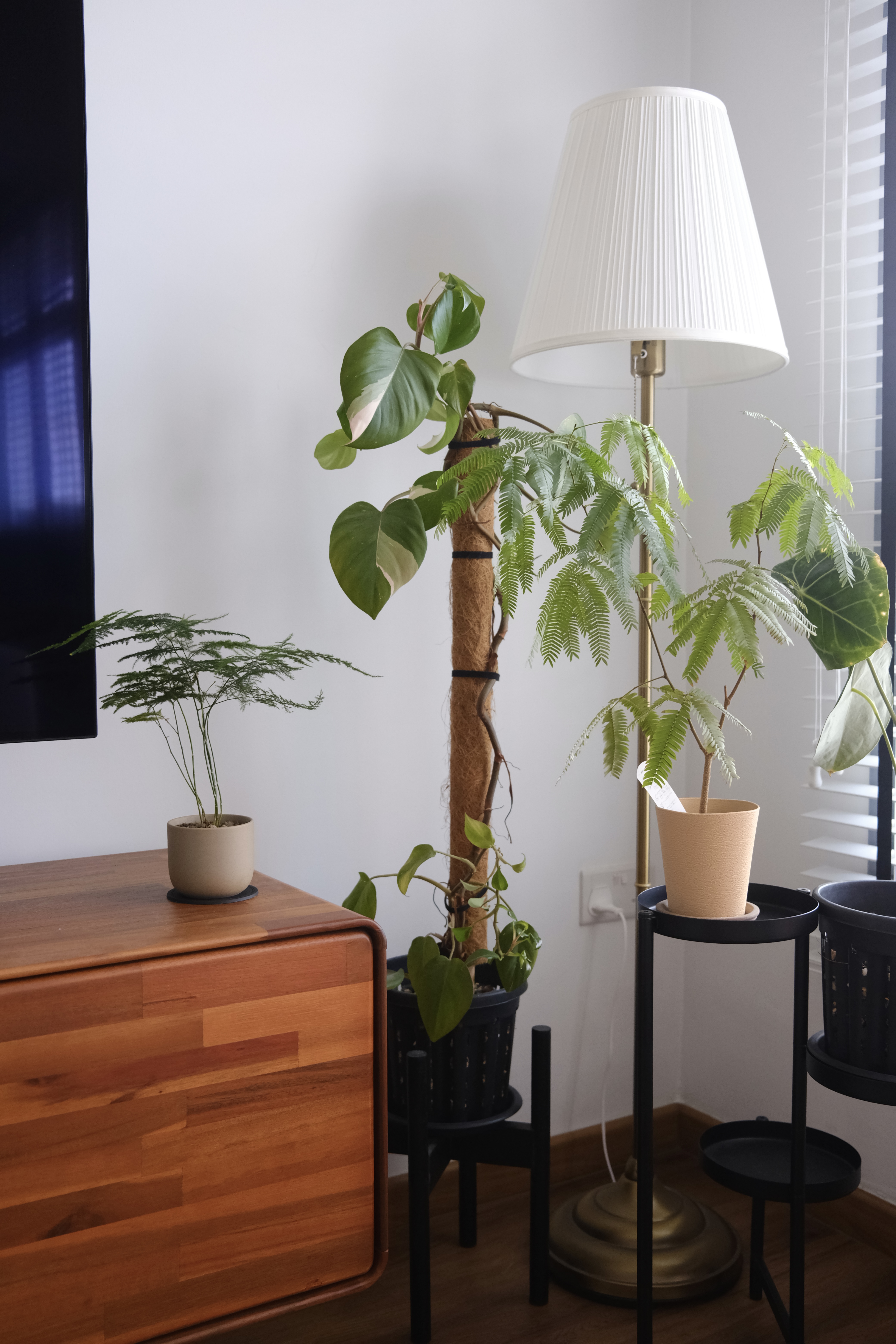 Adding Greens | Where we add the small touches - Modern living room, indoor plants, greenery, indoor garden, indoor plants