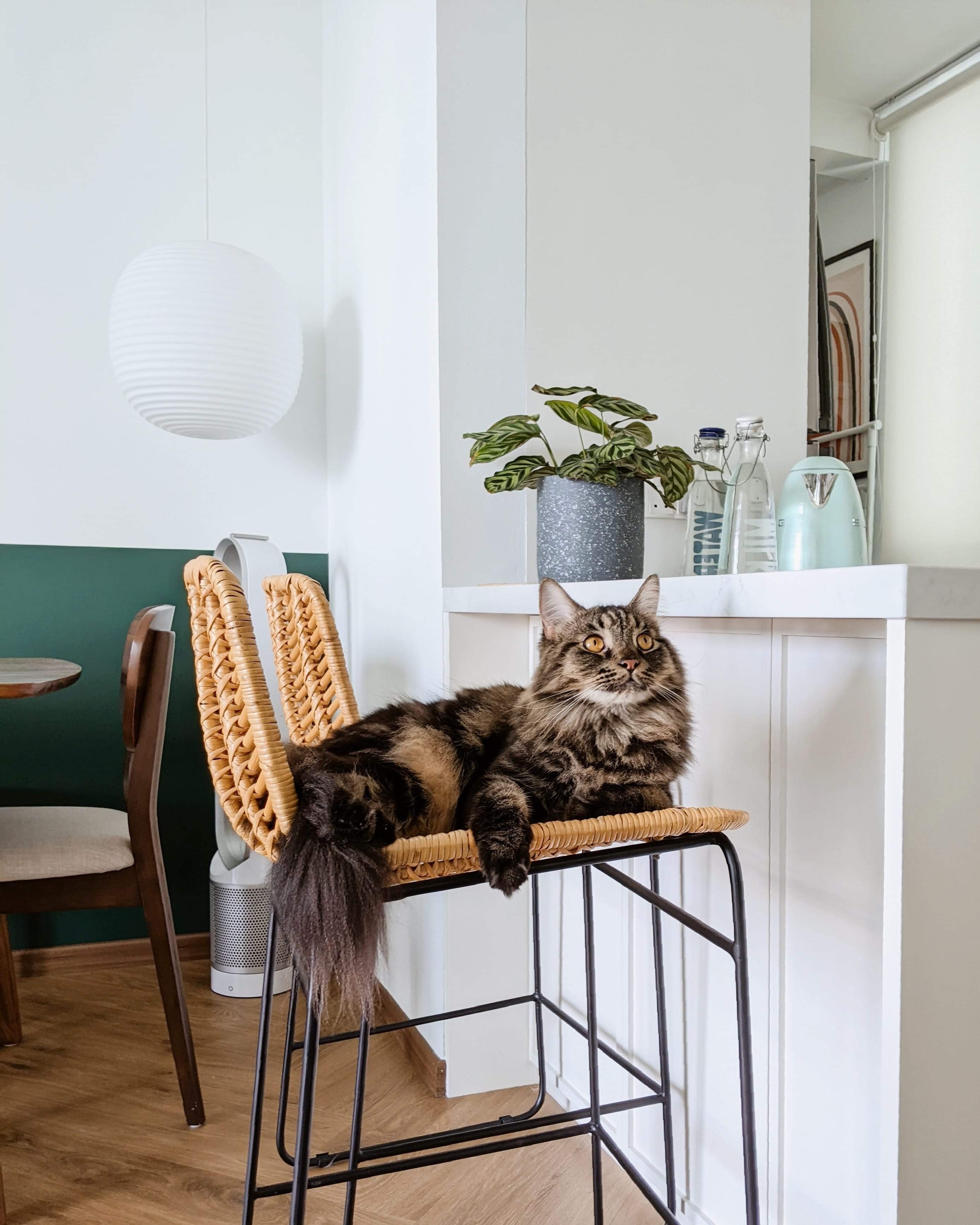 Walk about our quirky, catto-loving space.