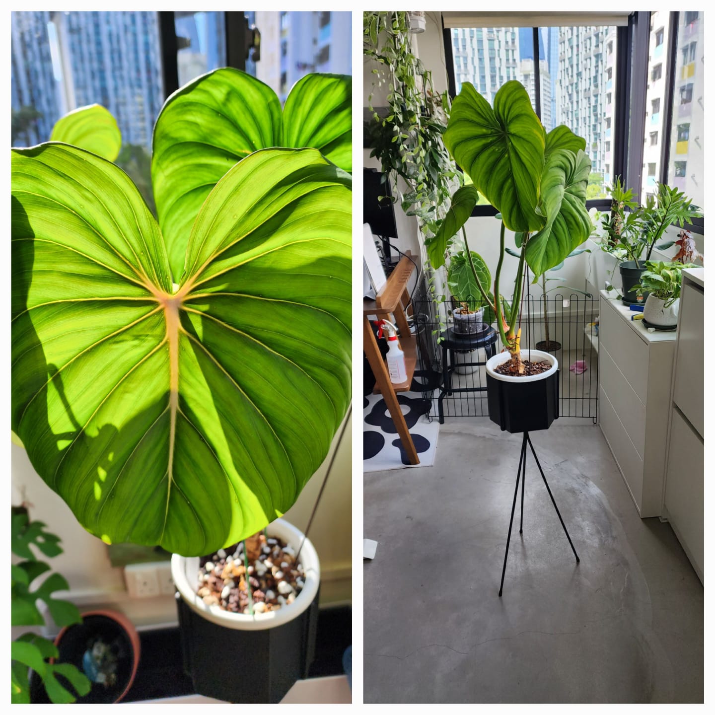 8 practical items I recently bought on HipVan! - Green, heart-shaped leaves, indoor plants, indoor garden, indoor plant care