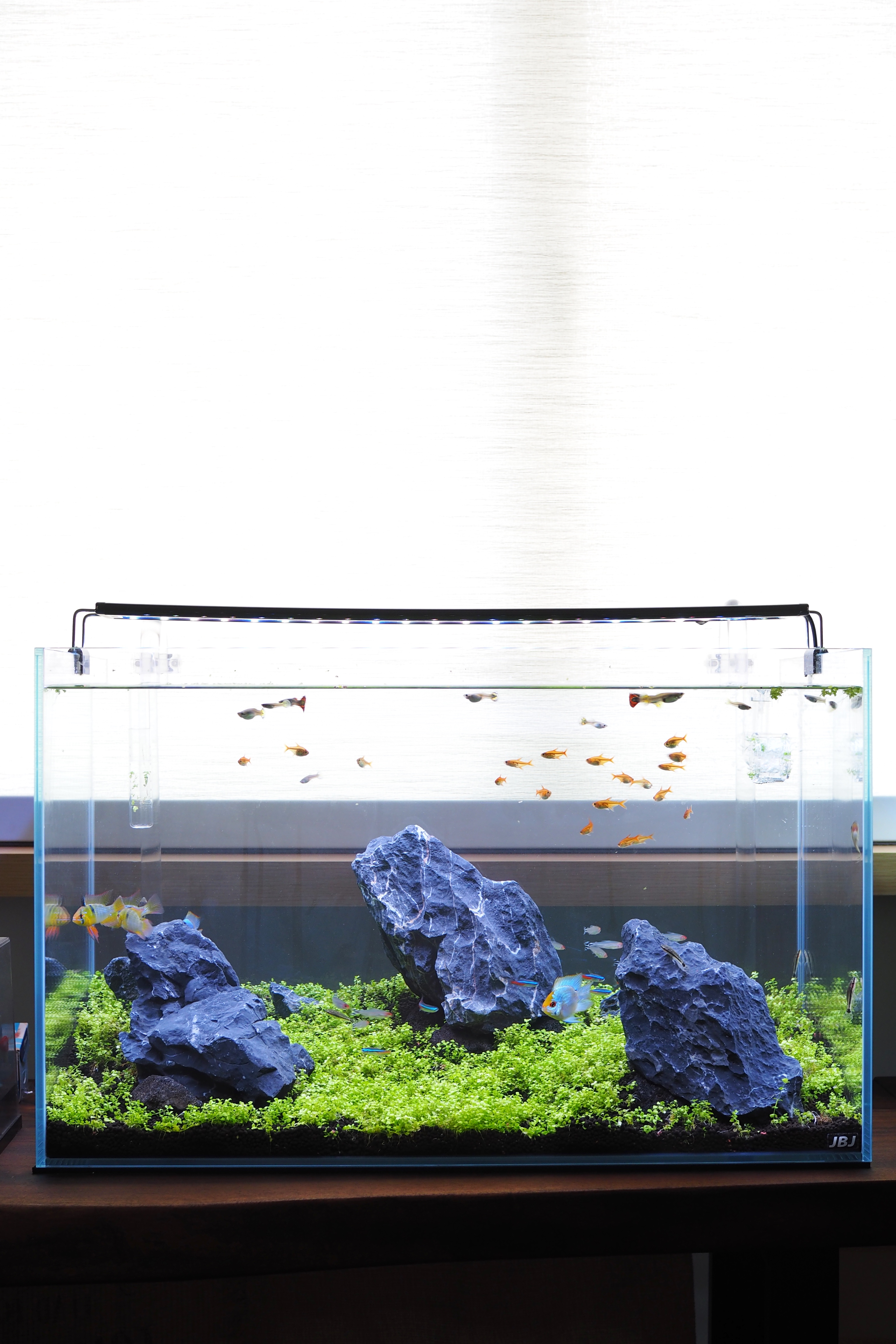 Our Green Corner, In A Tank - aquarium, fish tank, colorful fish, aquarium decoration, aquarium plants, aquarium rocks