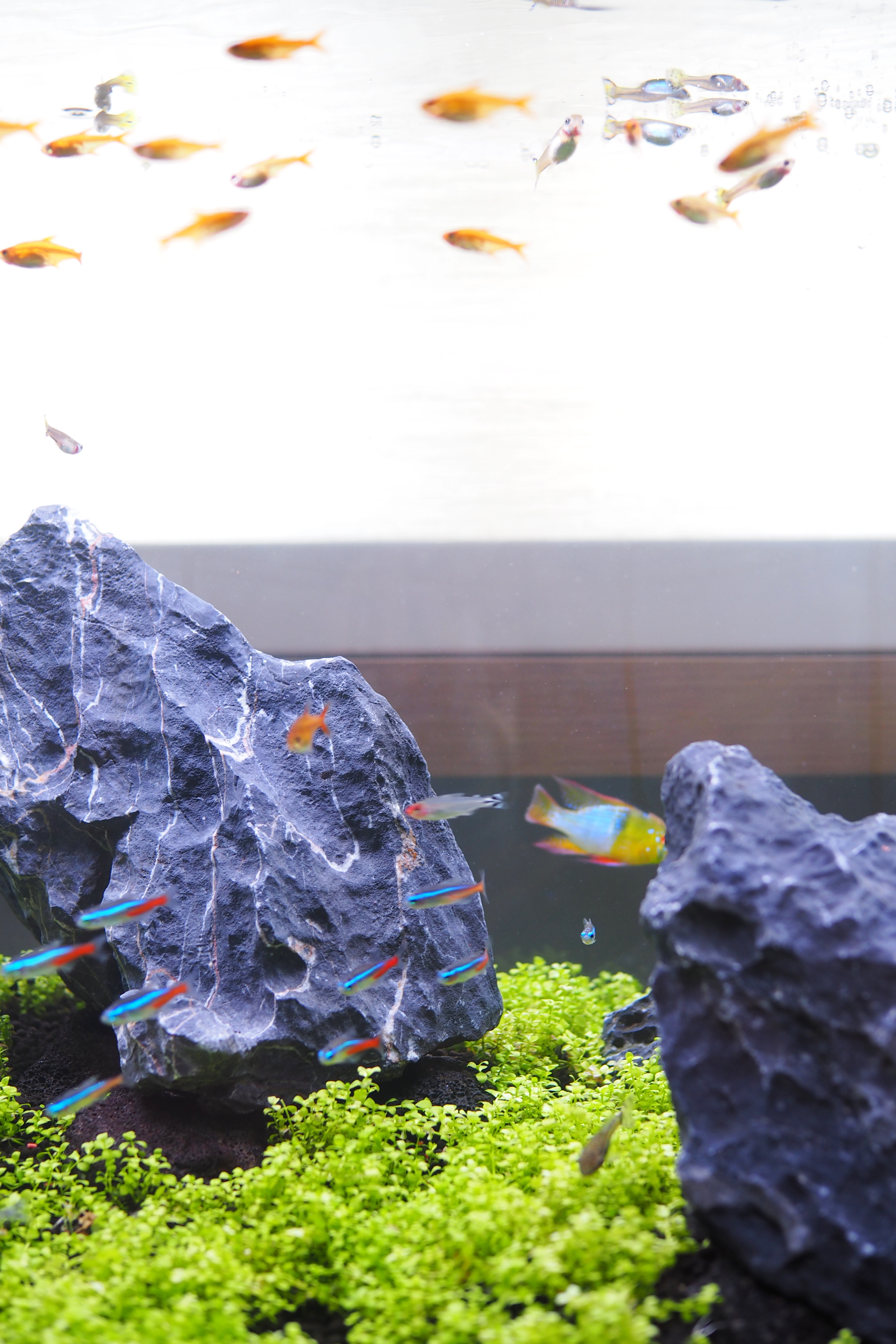 Our Green Corner, In A Tank - aquarium, fish tank, colorful fish, underwater scene, tropical fish, vibrant fish, small fish