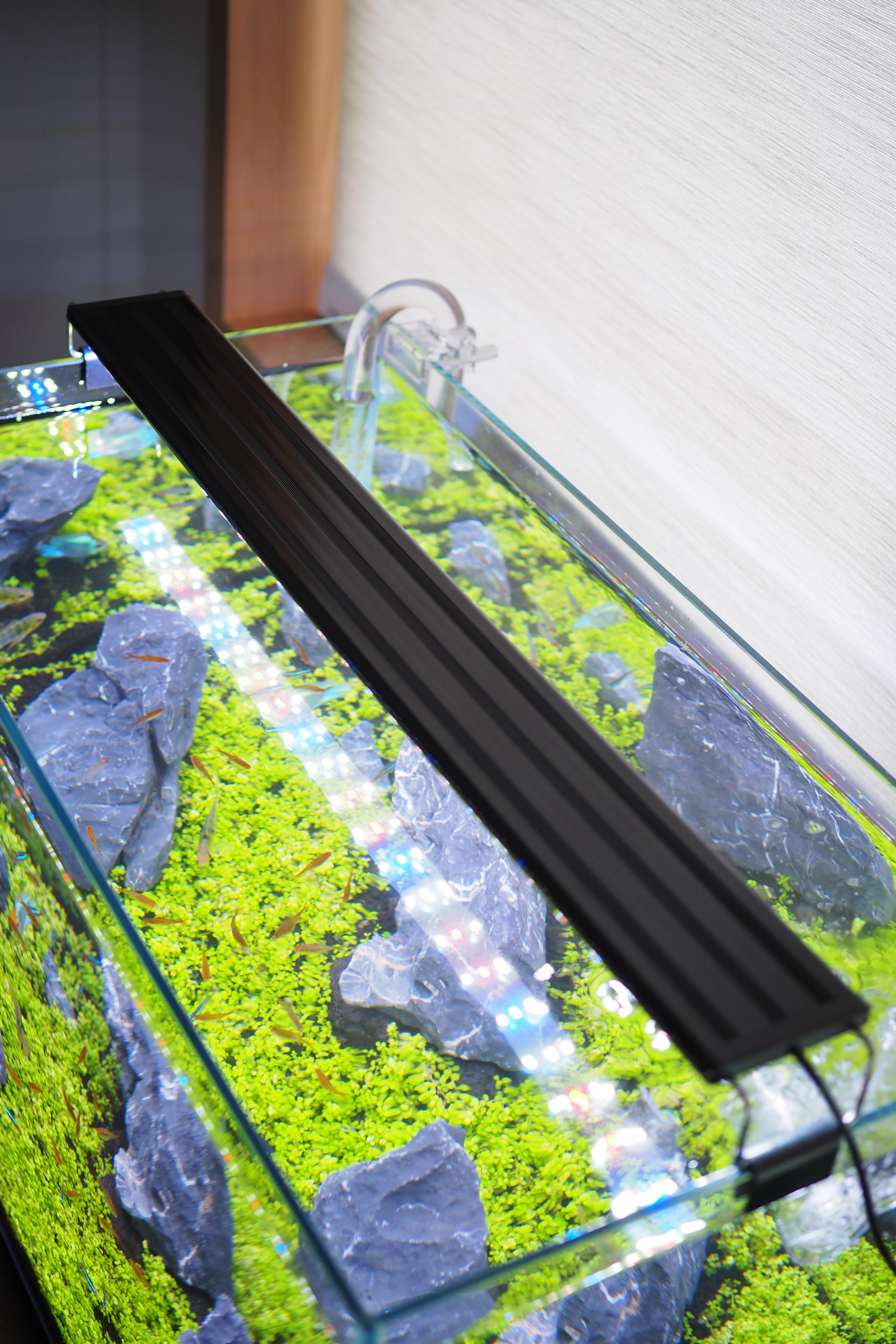 Our-Green-Corner,-In-A-Tank