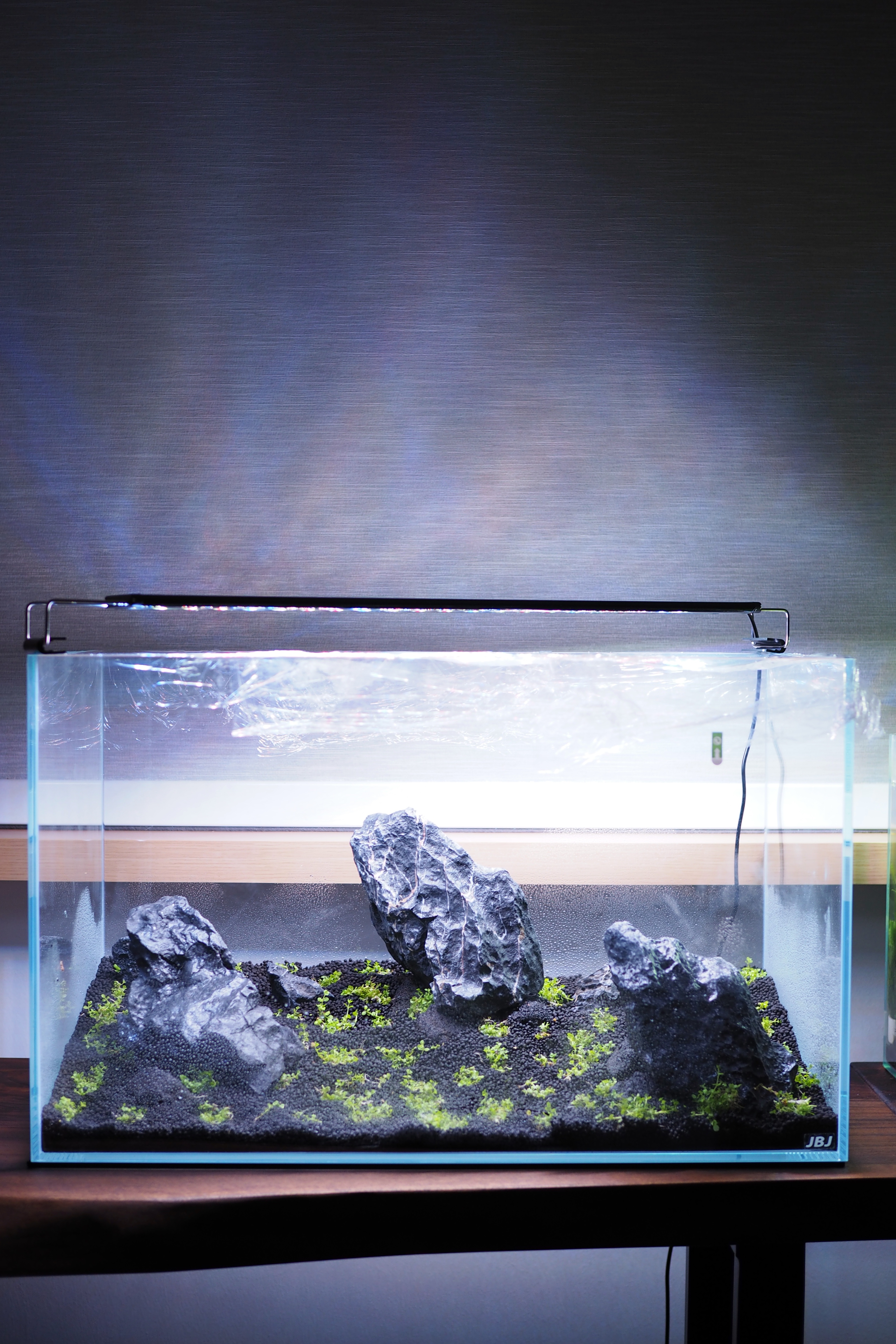 Our-Green-Corner,-In-A-Tank