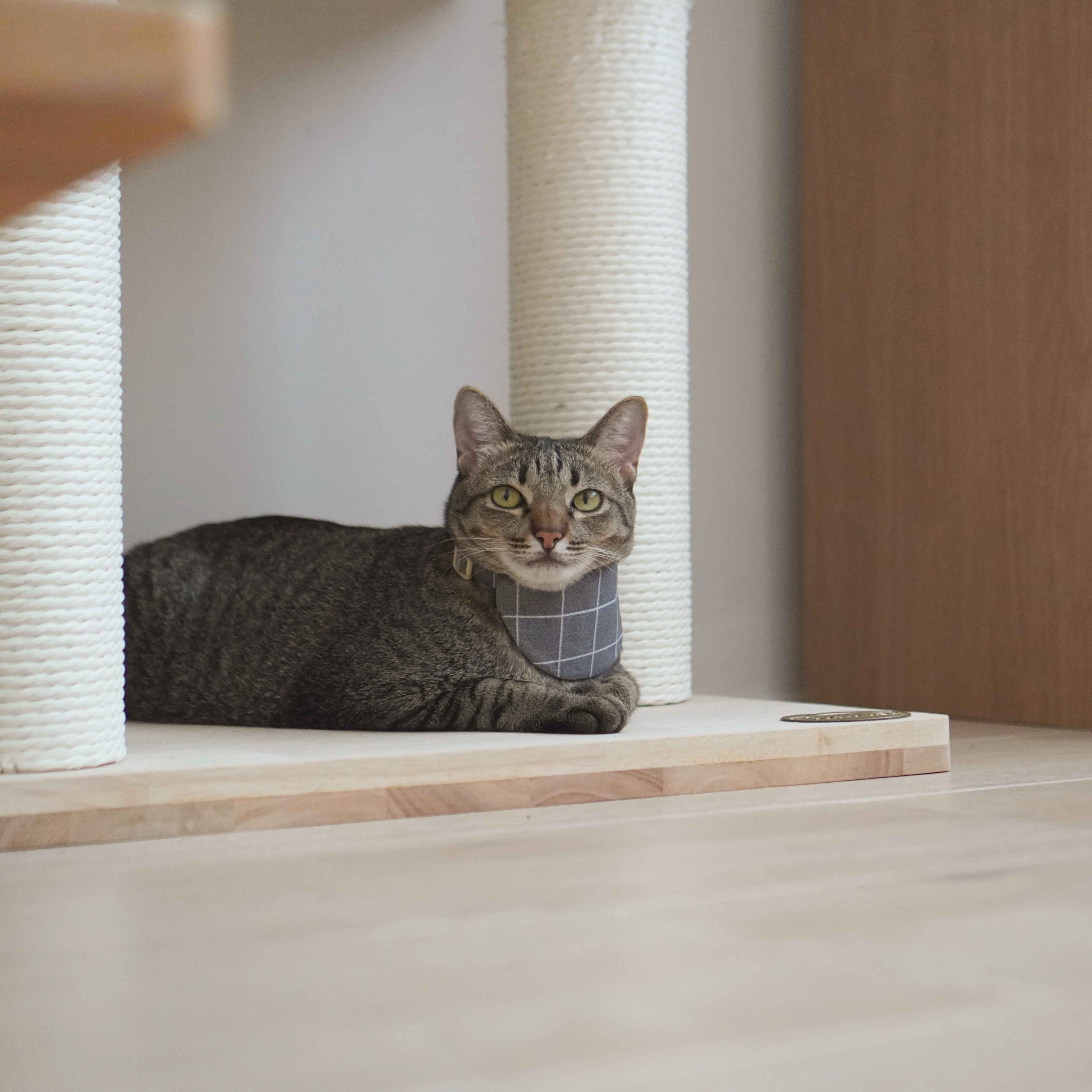 Intro: Minimalist Style Cozy Living with a Cat - Tabby cat with green eyes, gray and black striped fur, white textured