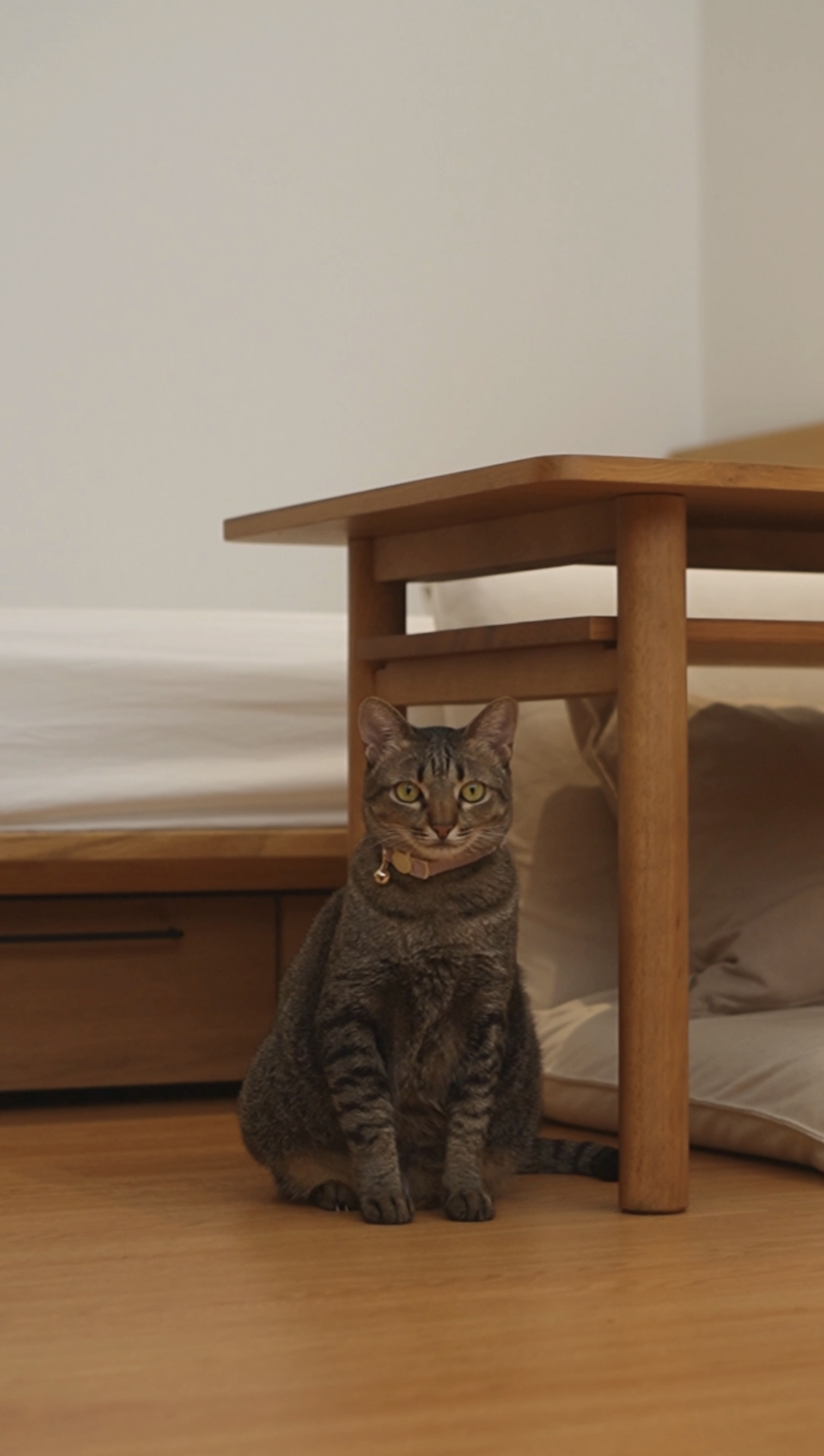 Switch to White Venetian Wood Blinds: The Best Home Purchase - Tabby cat with yellow eyes, sitting on wooden floor, wearing