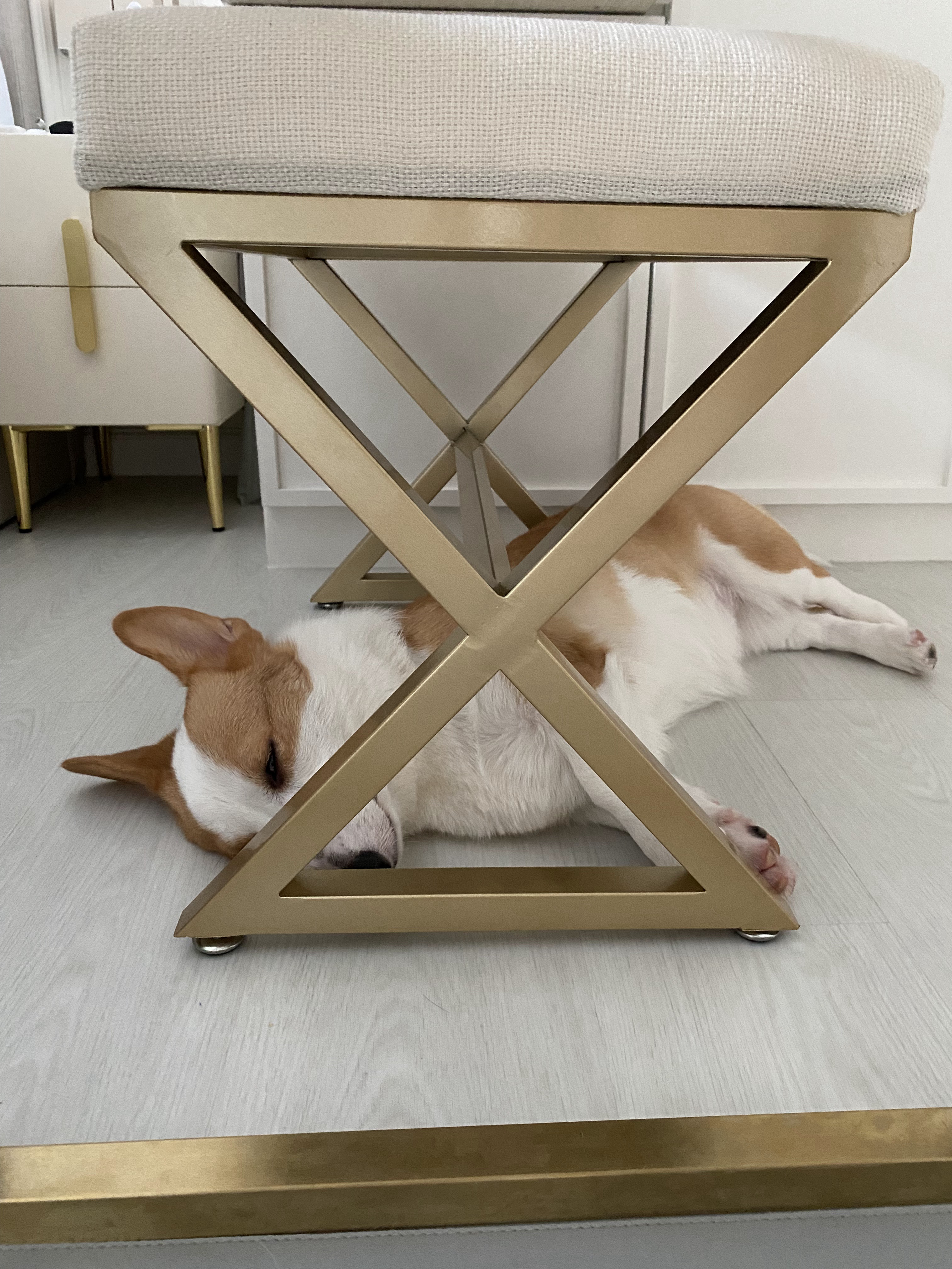 Parts of the house I really Love! - Gold geometric chair, cozy dog resting, white and brown dog, soft cushion on chair