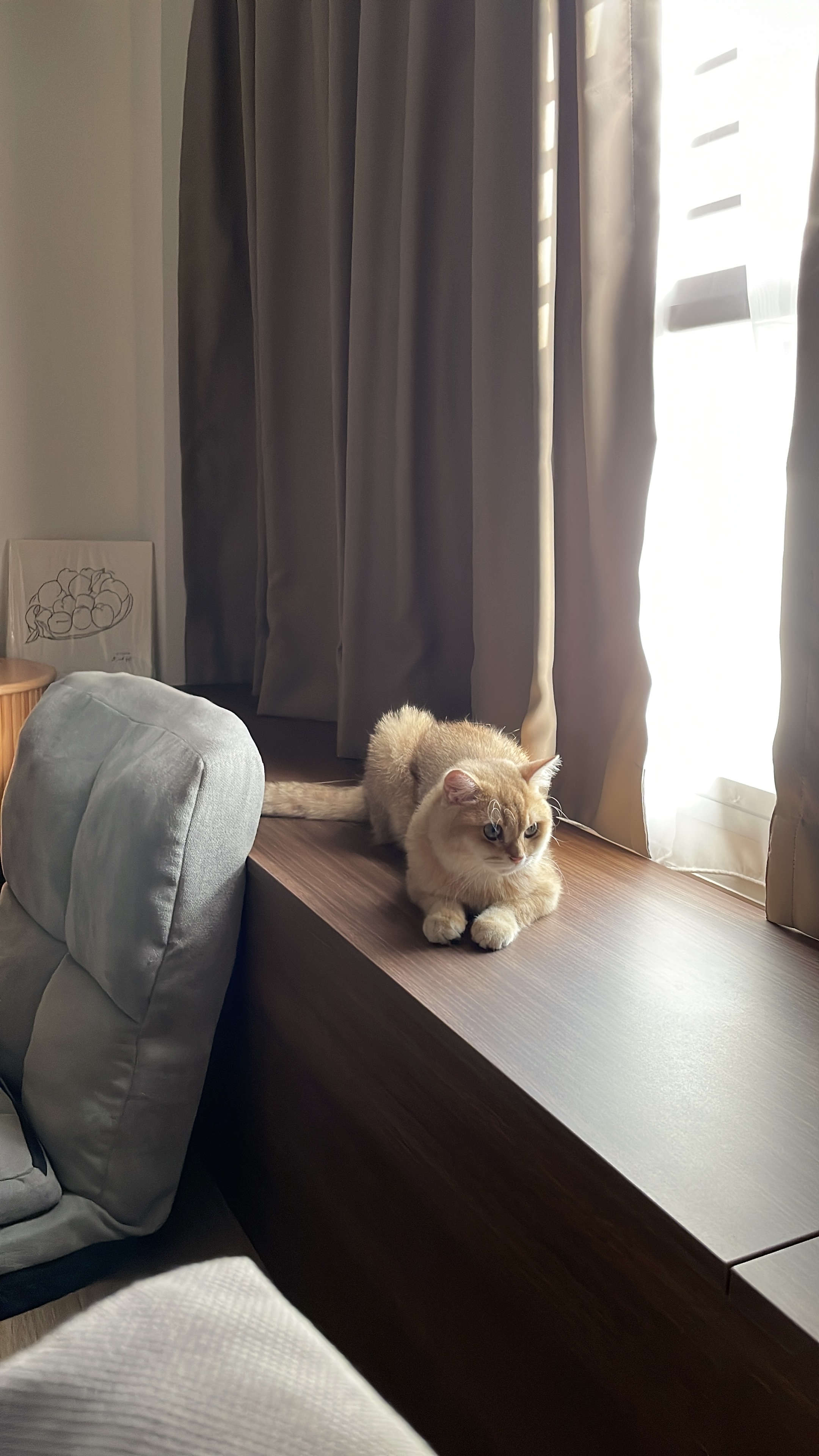 Cosy Corner where the cat lies 🐱