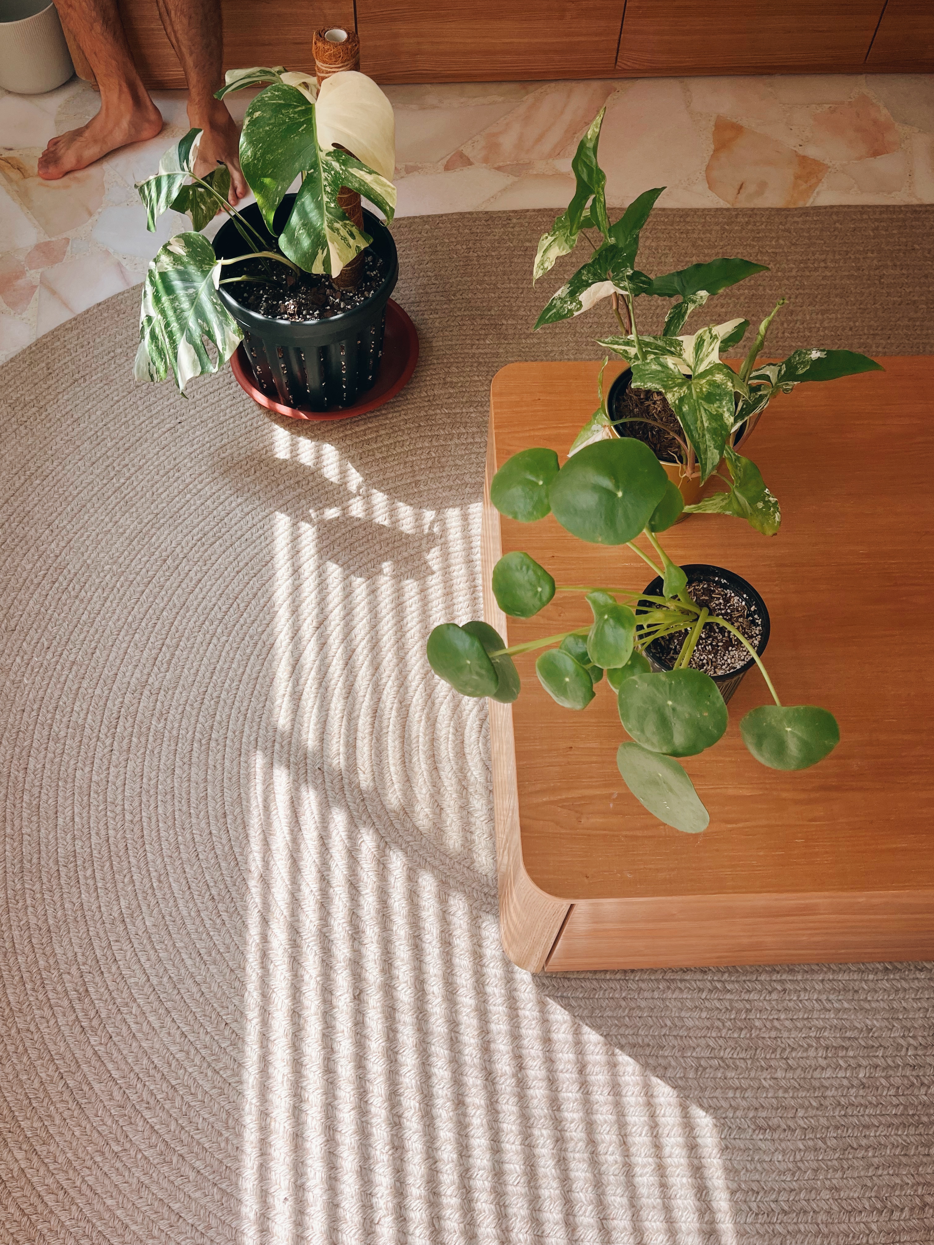 From dawn to dusk: same space, absolutely different vibes! - Sunlight filtering through leaves, indoor plants, wooden coffee