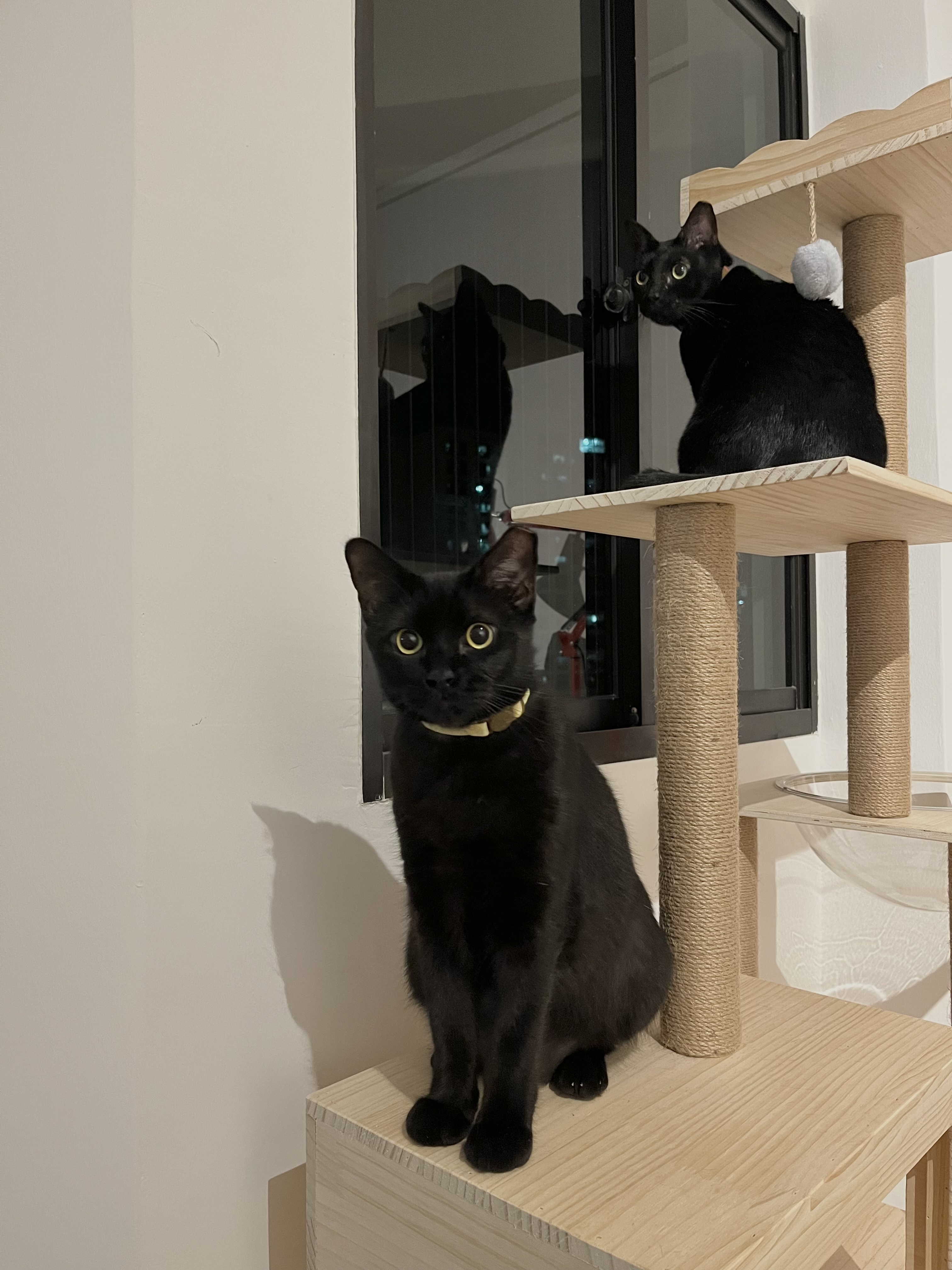 Home Sweet Kindercore - Where Fun Meets Comfort - black cat, indoor setting, black cat sitting, cozy cat tree, black cat on