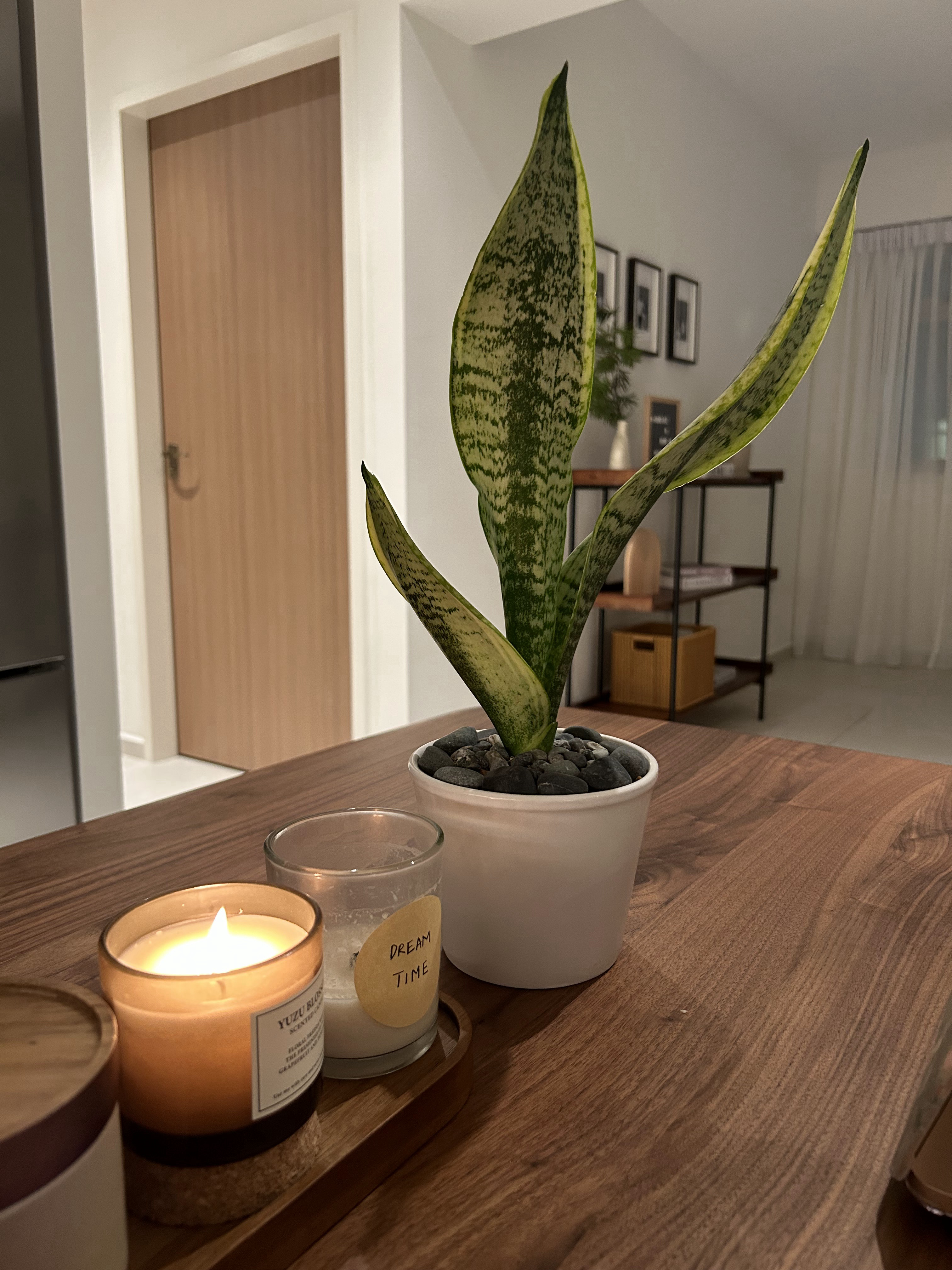 Elevating Your Small Study Nook!  - living room, modern decor, indoor plants, greenery, indoor garden, indoor plant, indoor