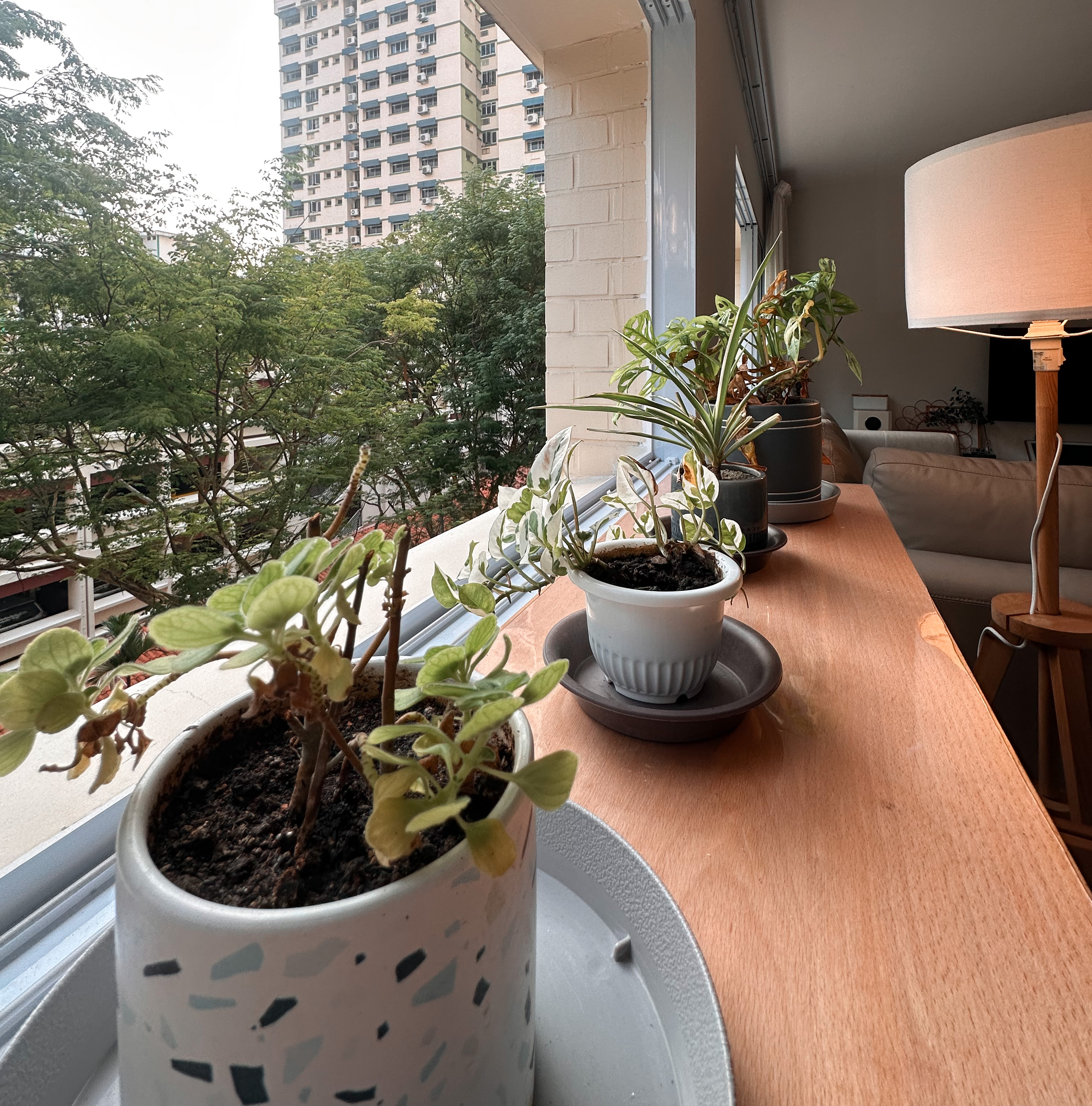 Styling a dog, baby, plant babies friendly living room - vibrant indoor plant, indoor garden, indoor plants, indoor plants on