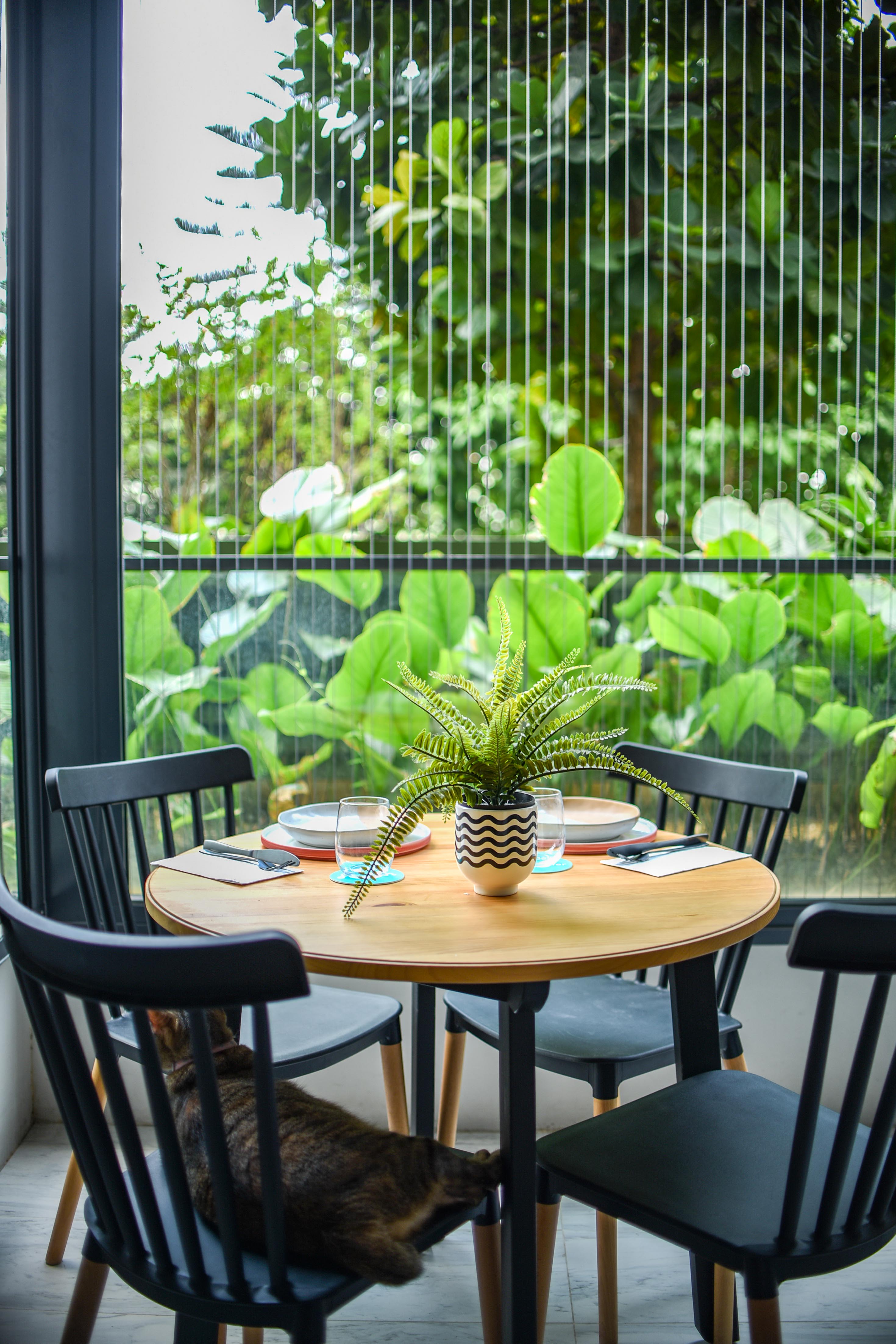 Work space by day, Dinner dates by night! - Green foliage, indoor setting, round wooden table, black chairs, cat resting