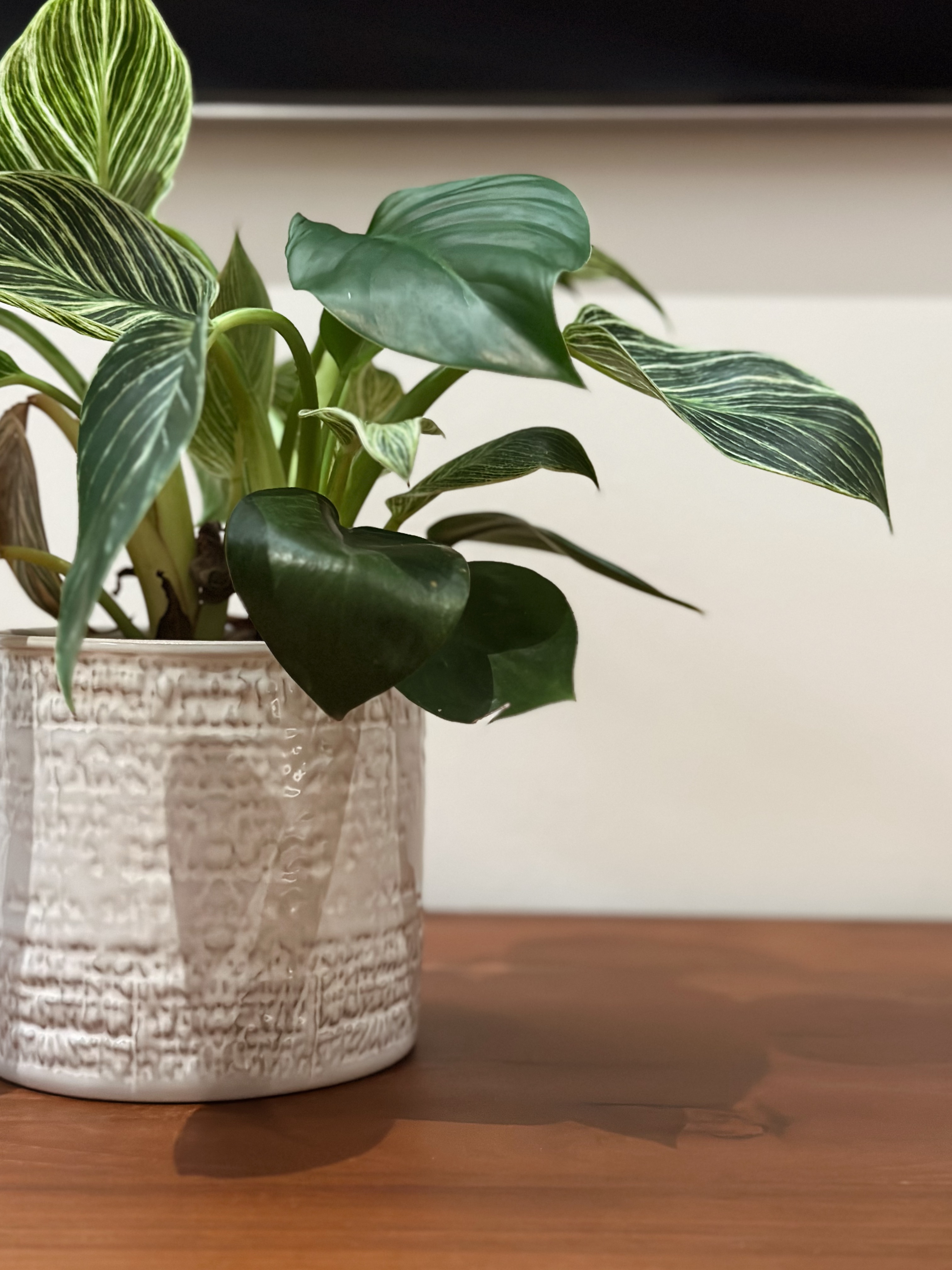 Cosy, minimal living room  - Green, variegated, glossy, heart-shaped leaves, indoor plant, modern decor, textured pot