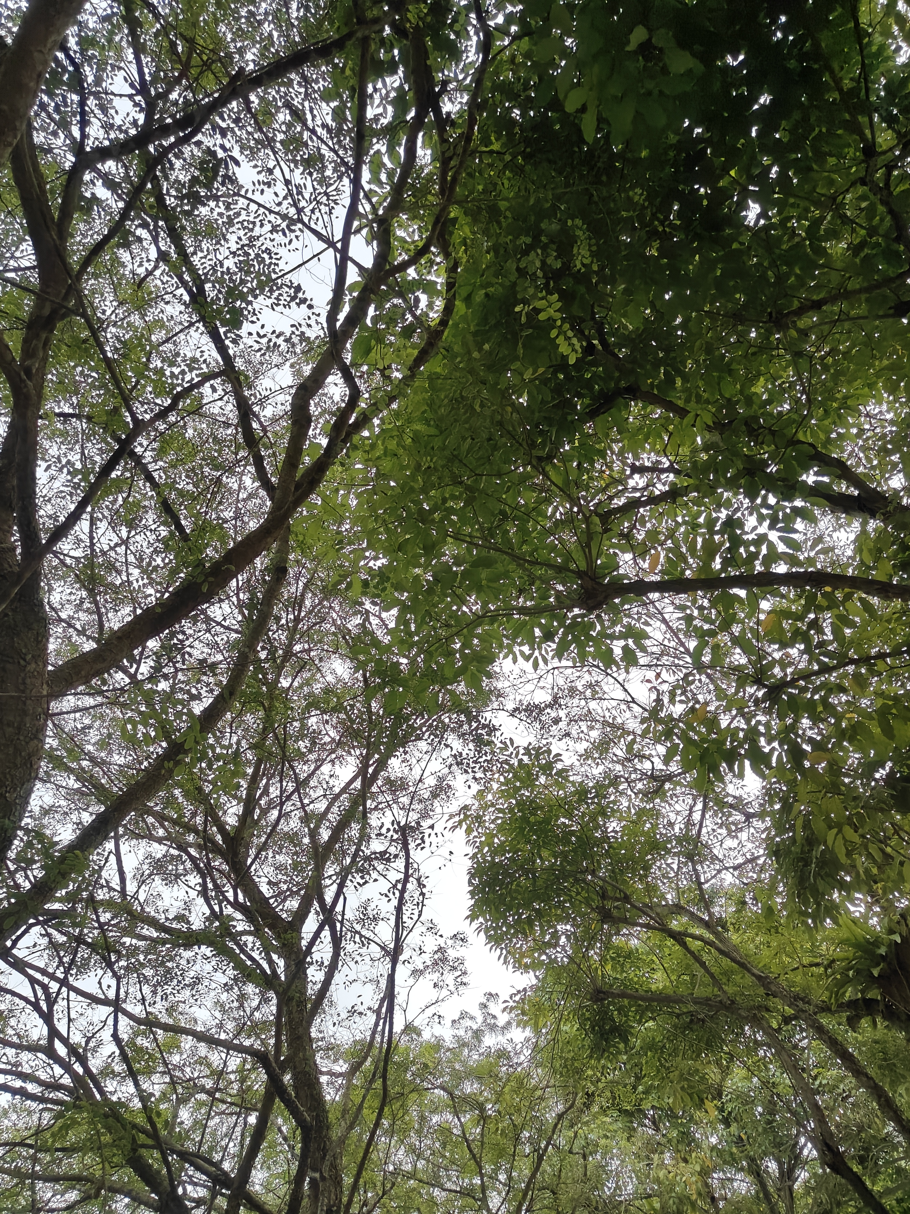 No Gardenspace for us! - Green foliage, tree branches, sunlight filtering, dense canopy, interwoven branches, leafy branches
