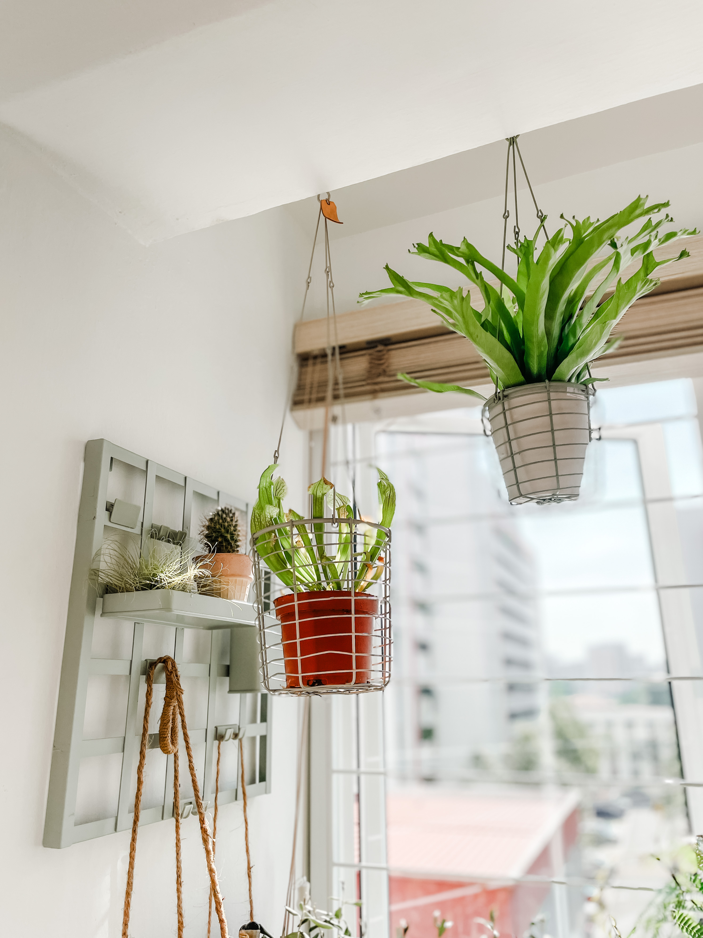 A Slice Of Sky, Sunlight And Serenity - green plants hanging from ceiling, indoor plants, indoor garden, indoor plants