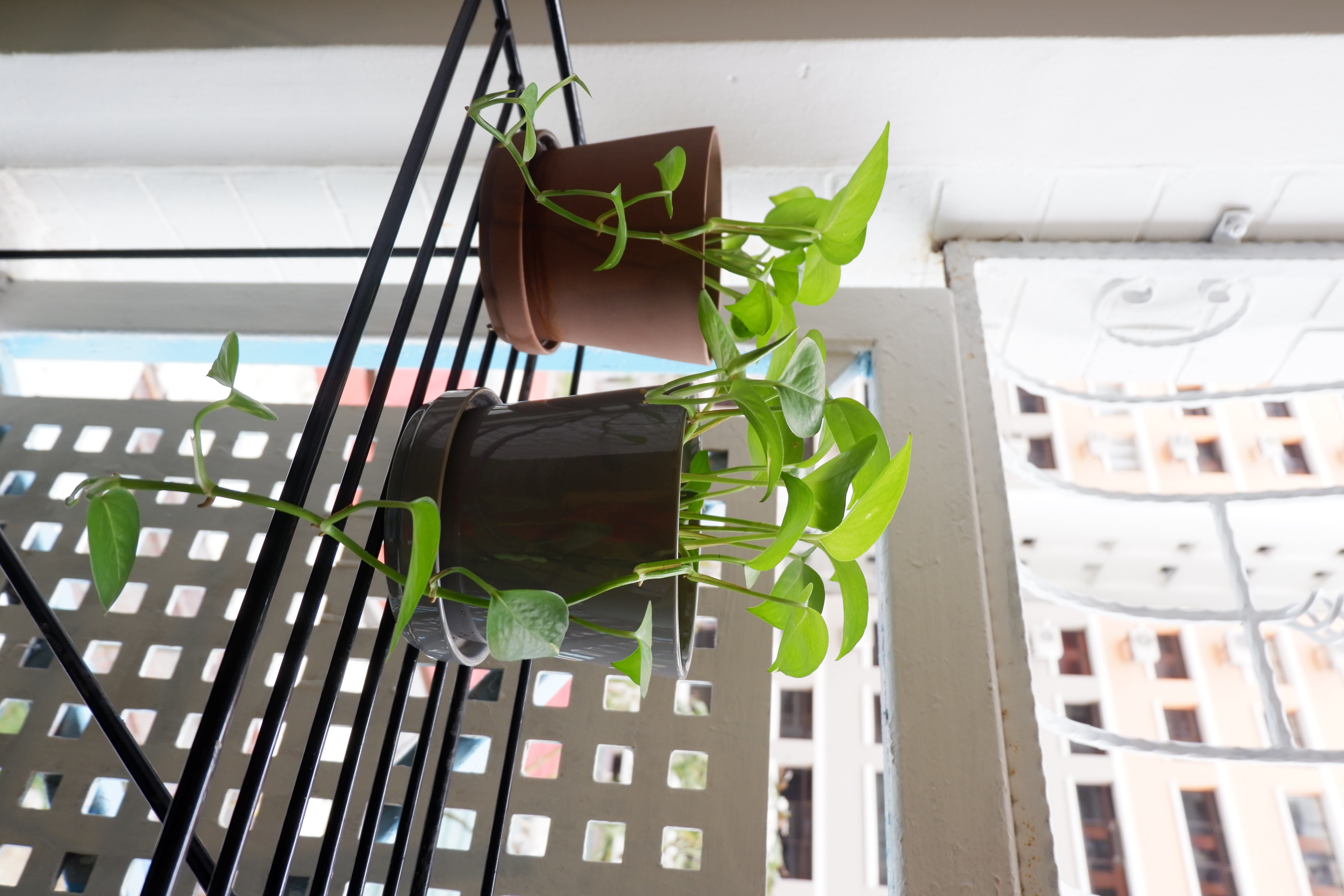 Verde Nook & Vertical Garden - green plant hanging from metal railing, indoor balcony, potted plants, green leaves, indoor