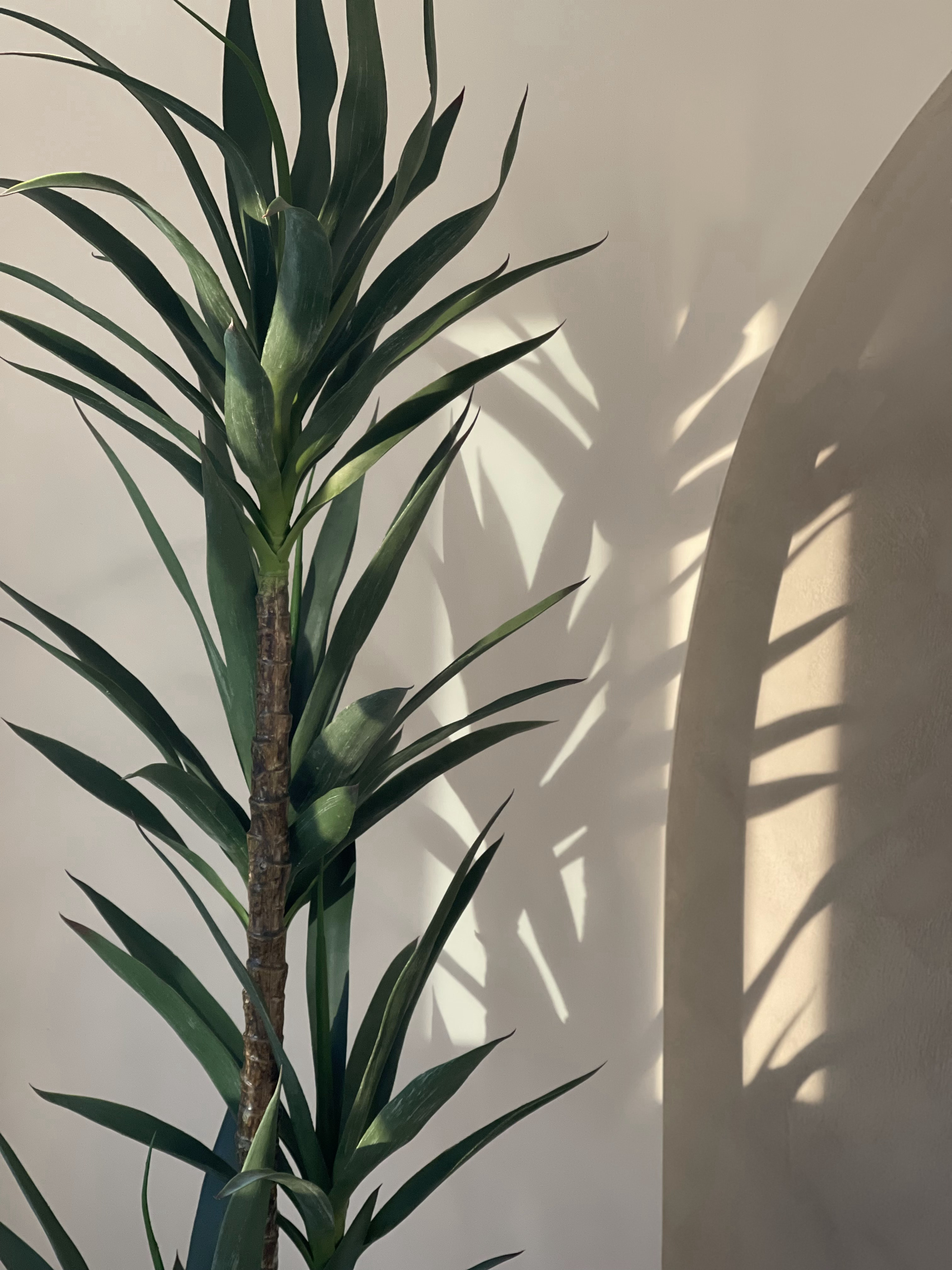 The Dining Area: The Heart of Our Home  - Green plant with long, pointed leaves, sunlight casting shadows, indoor setting