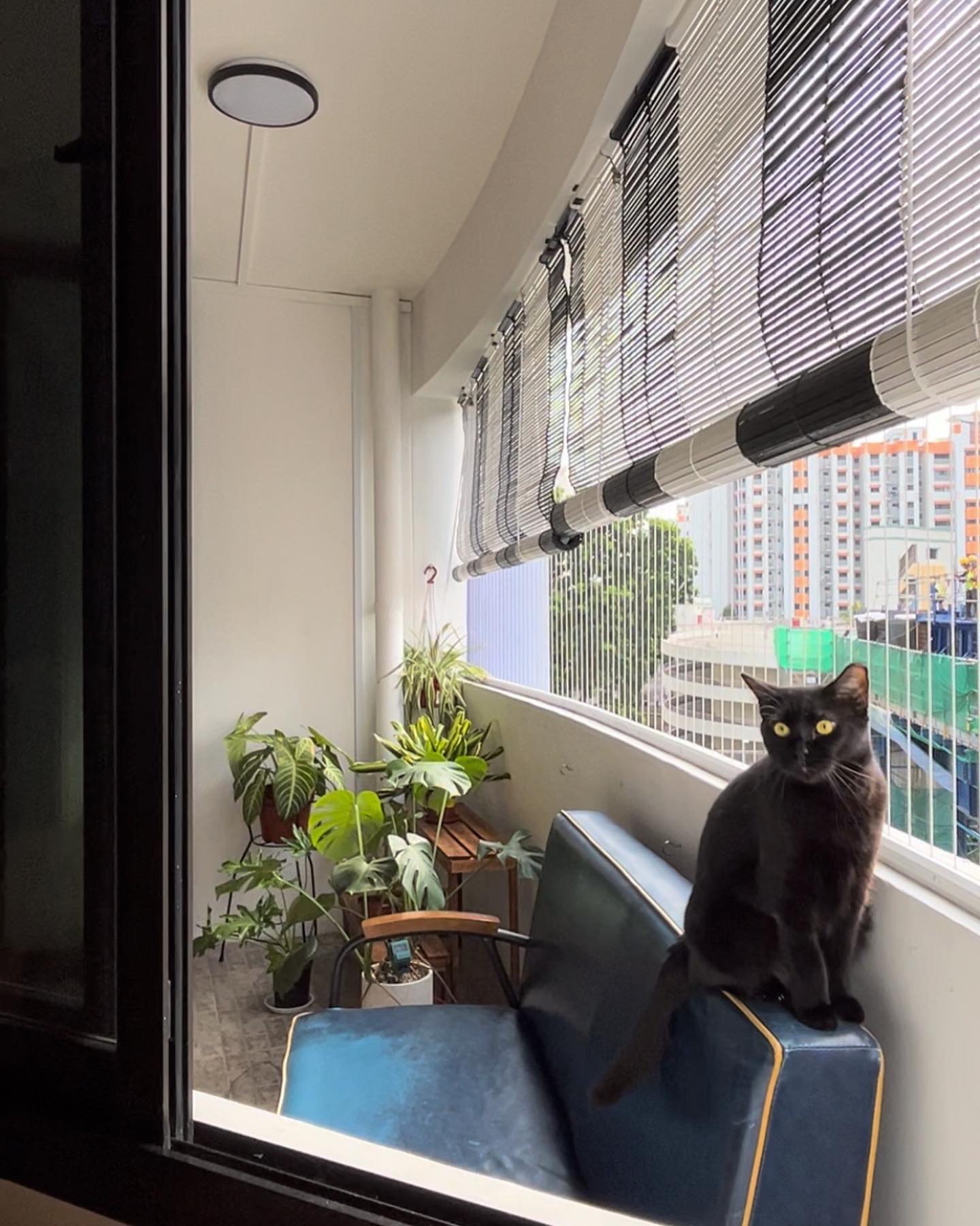 Indoor-Outdoor Living: Creating a Sanctuary at our Balcony - Cat sitting on blue chair, black cat with yellow eyes, indoor