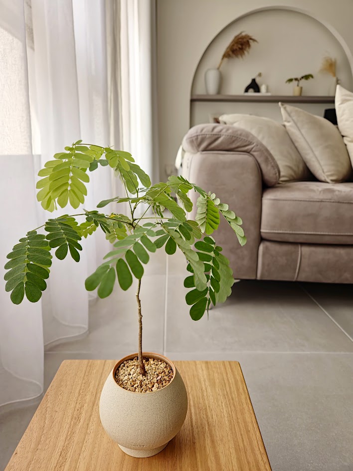Green Up Our Nest - Green leafy plant, indoor setting, modern decor, cozy living room, beige sofa, natural light, indoor