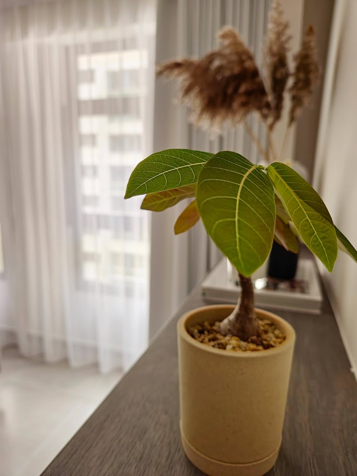 Green Up Our Nest - succulent green plant, indoor plant, indoor bonsai, indoor greenery, indoor plant care, indoor plant care