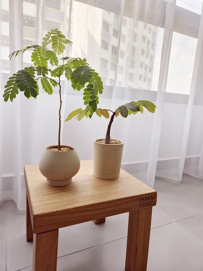 Green Up Our Nest - Sunlit indoor space, modern wooden table, two potted plants, green leaves, indoor plants, indoor garden