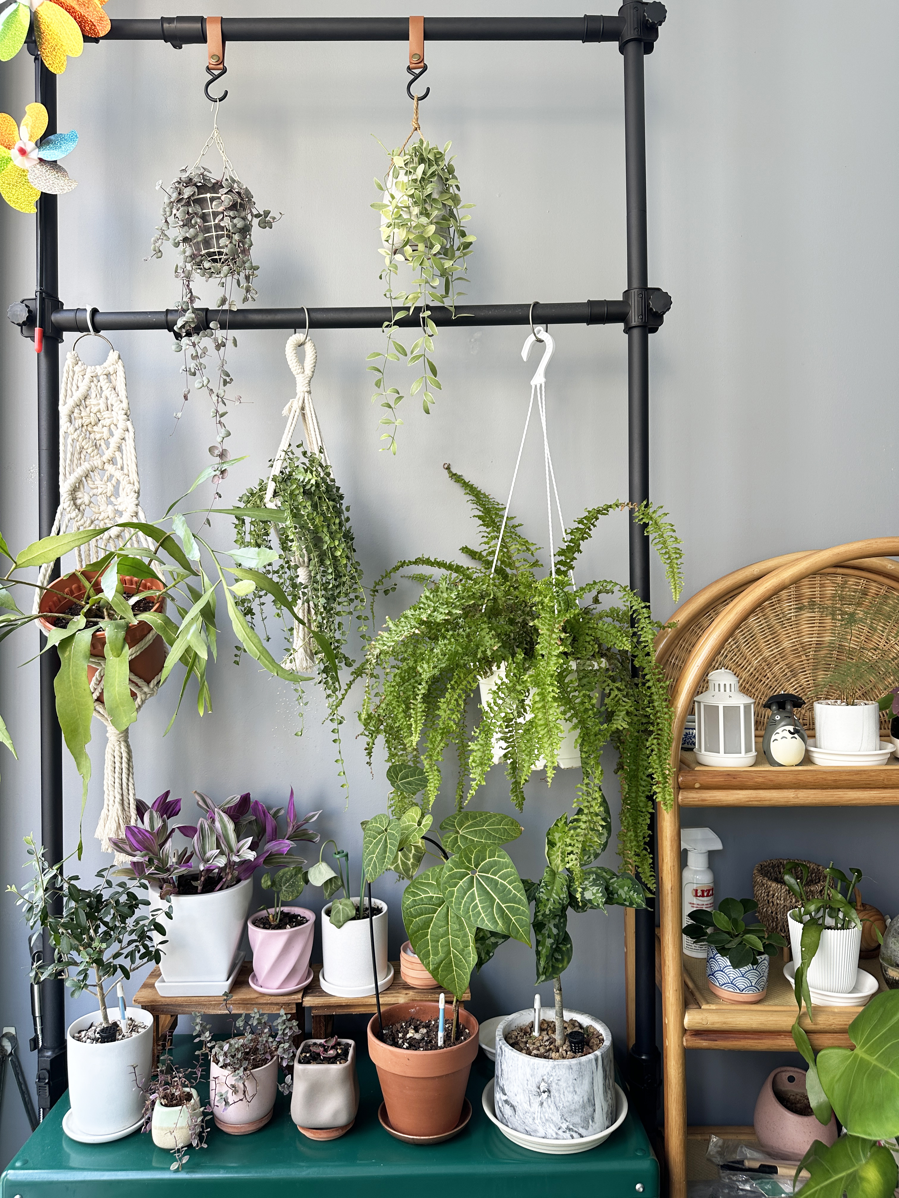 Come hang out in my indoor jungle - Hanging plants on black metal rack, green leafy plants, hanging macrame plant holder