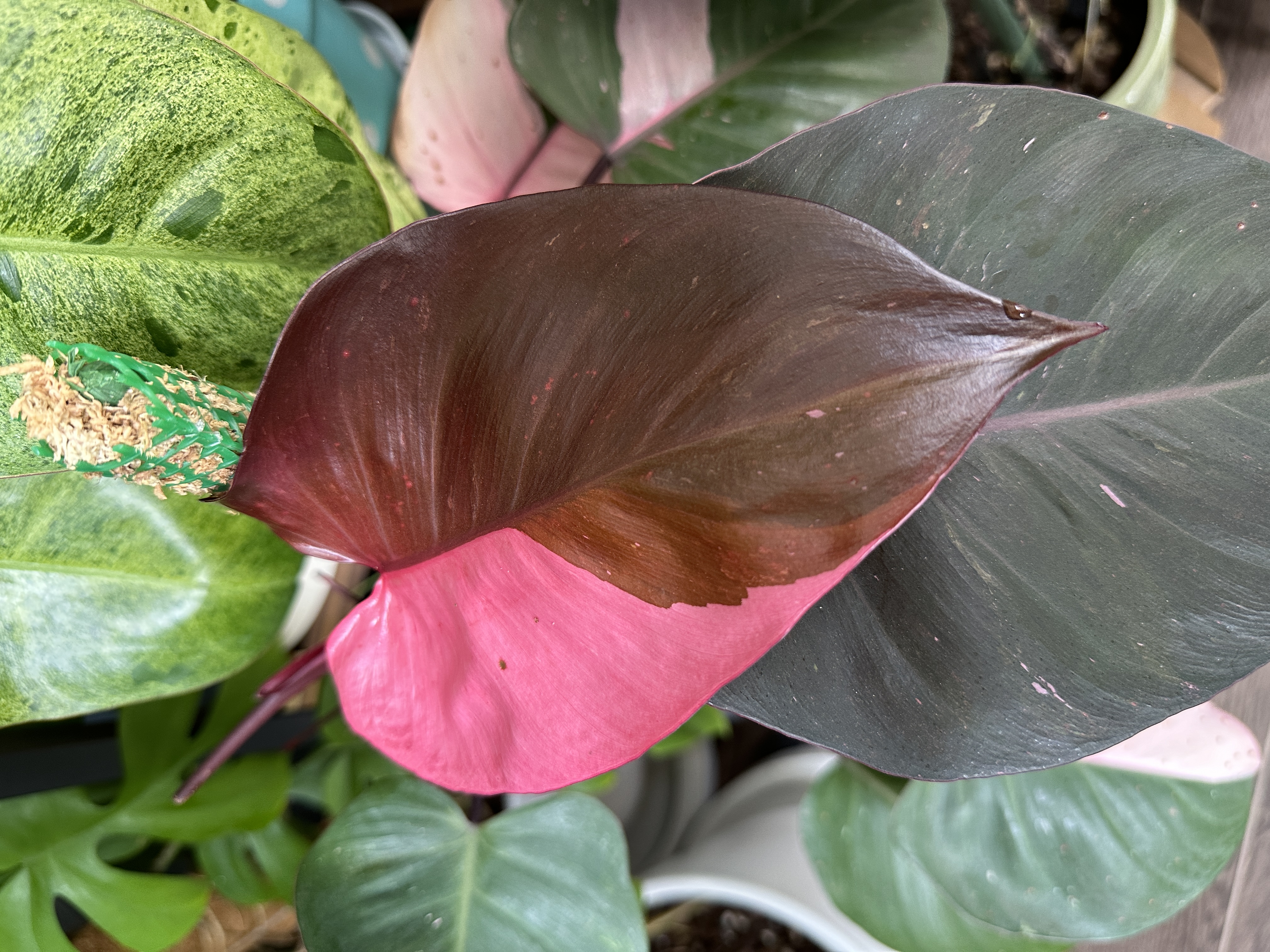Come hang out in my indoor jungle - Large glossy, dark burgundy leaf with a vibrant pink center, surrounded by green and pink