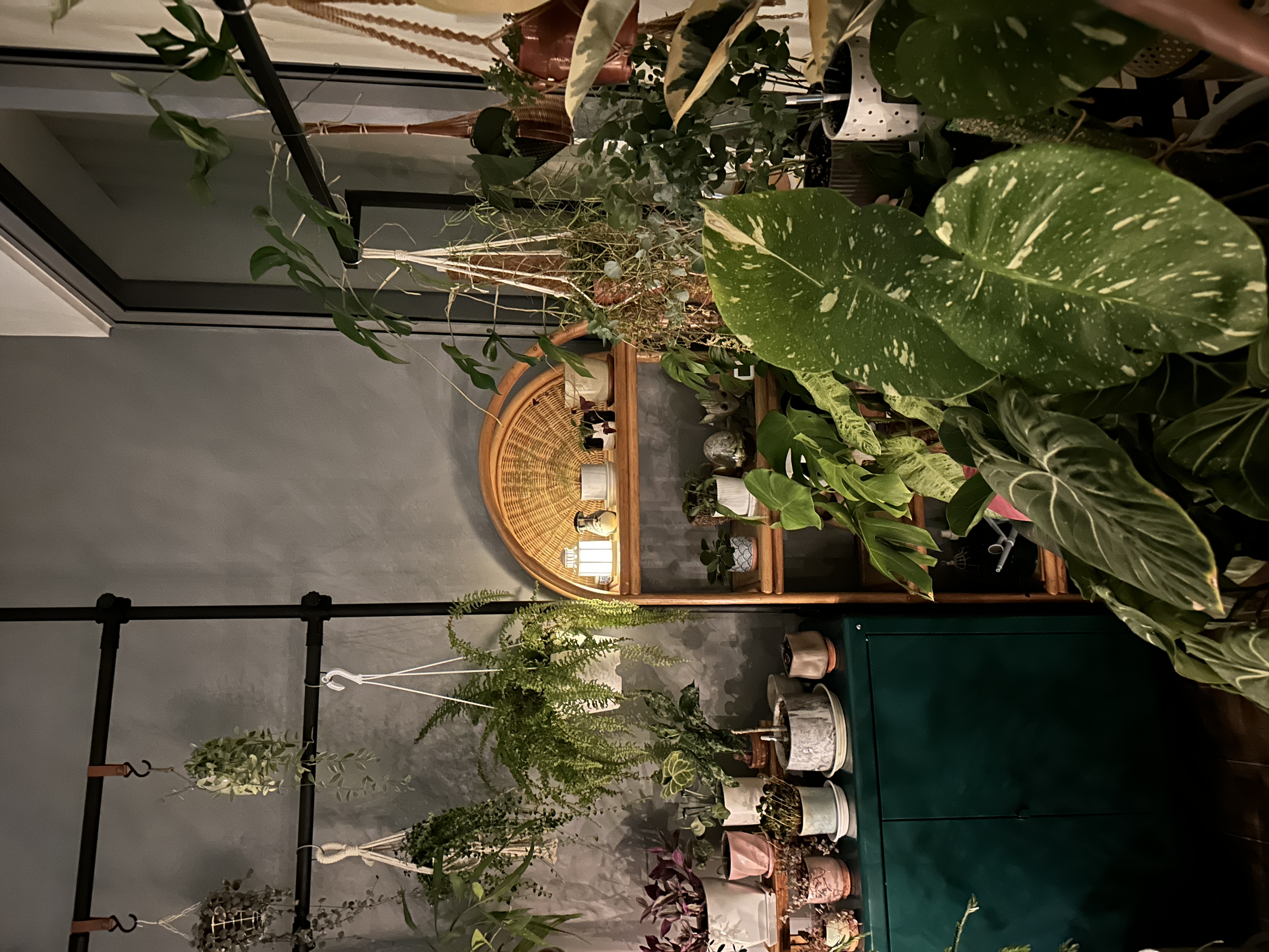 Come hang out in my indoor jungle - Garden plants, indoor setting, indoor plants, indoor greenery, indoor plants arrangement