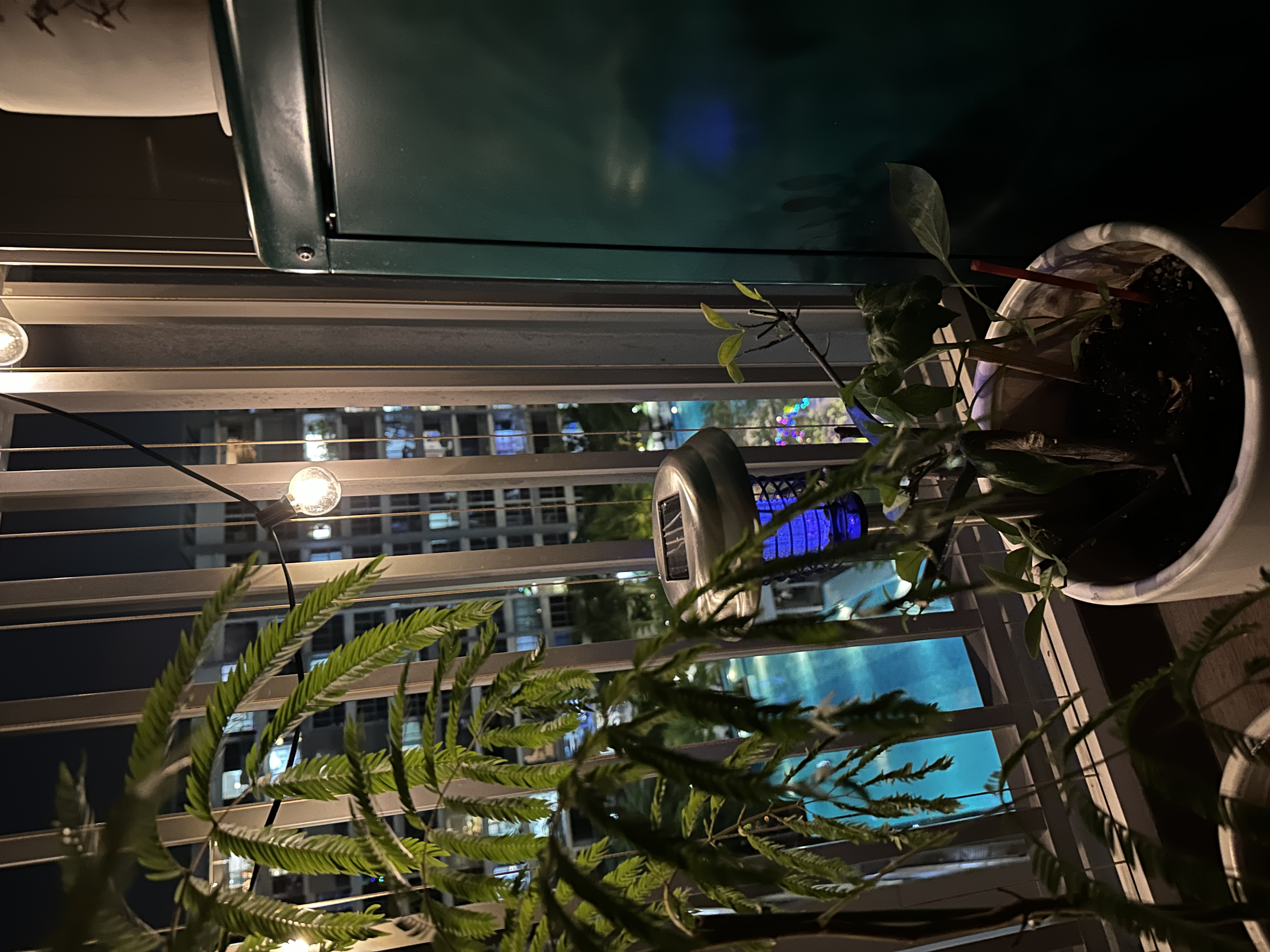 Come hang out in my indoor jungle - nighttime outdoor setting, illuminated plants, green foliage, indoor plants, artificial