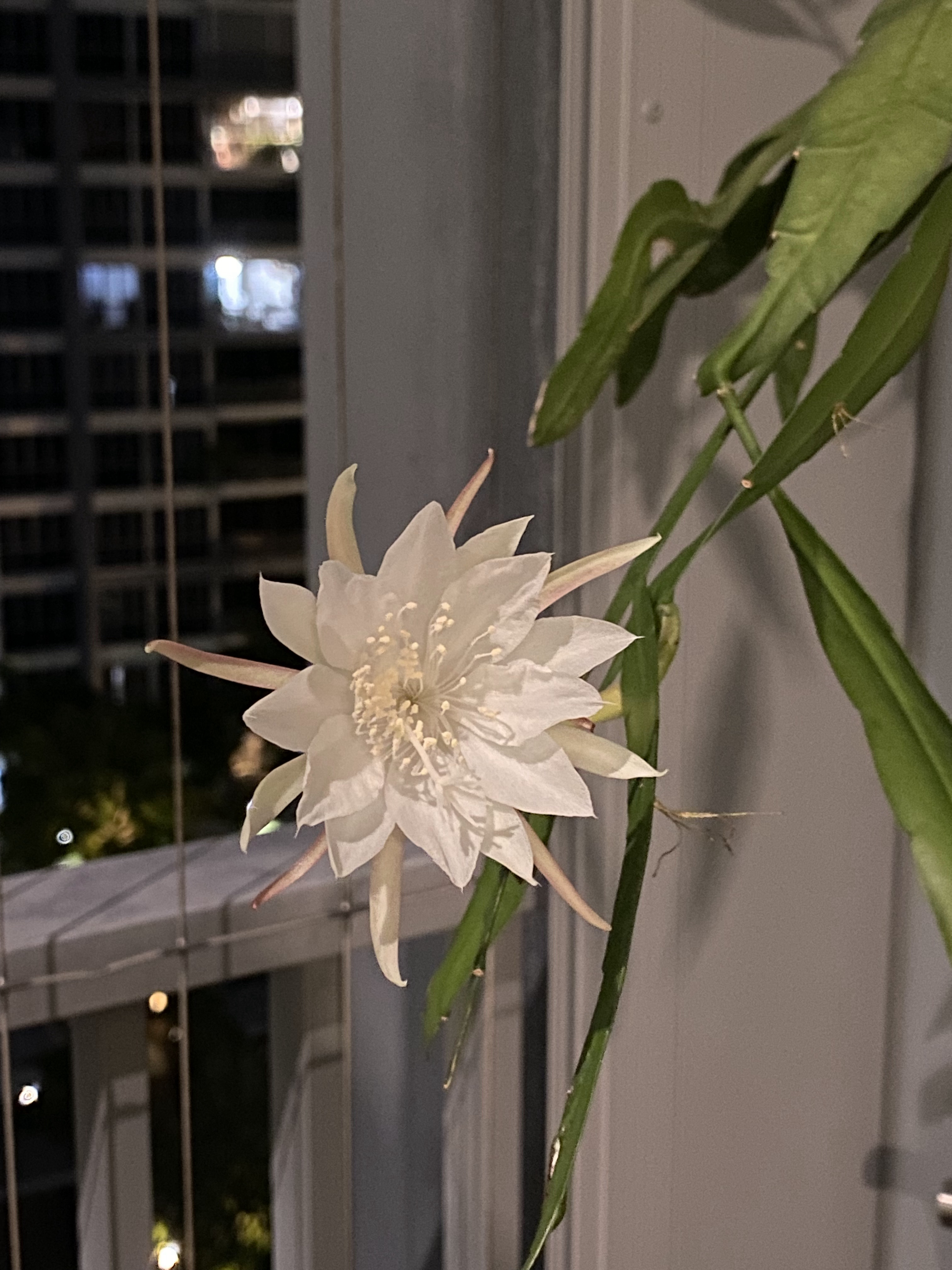 Come hang out in my indoor jungle - white flower, blooming, tall stem, green leaves, night time, indoor setting, urban