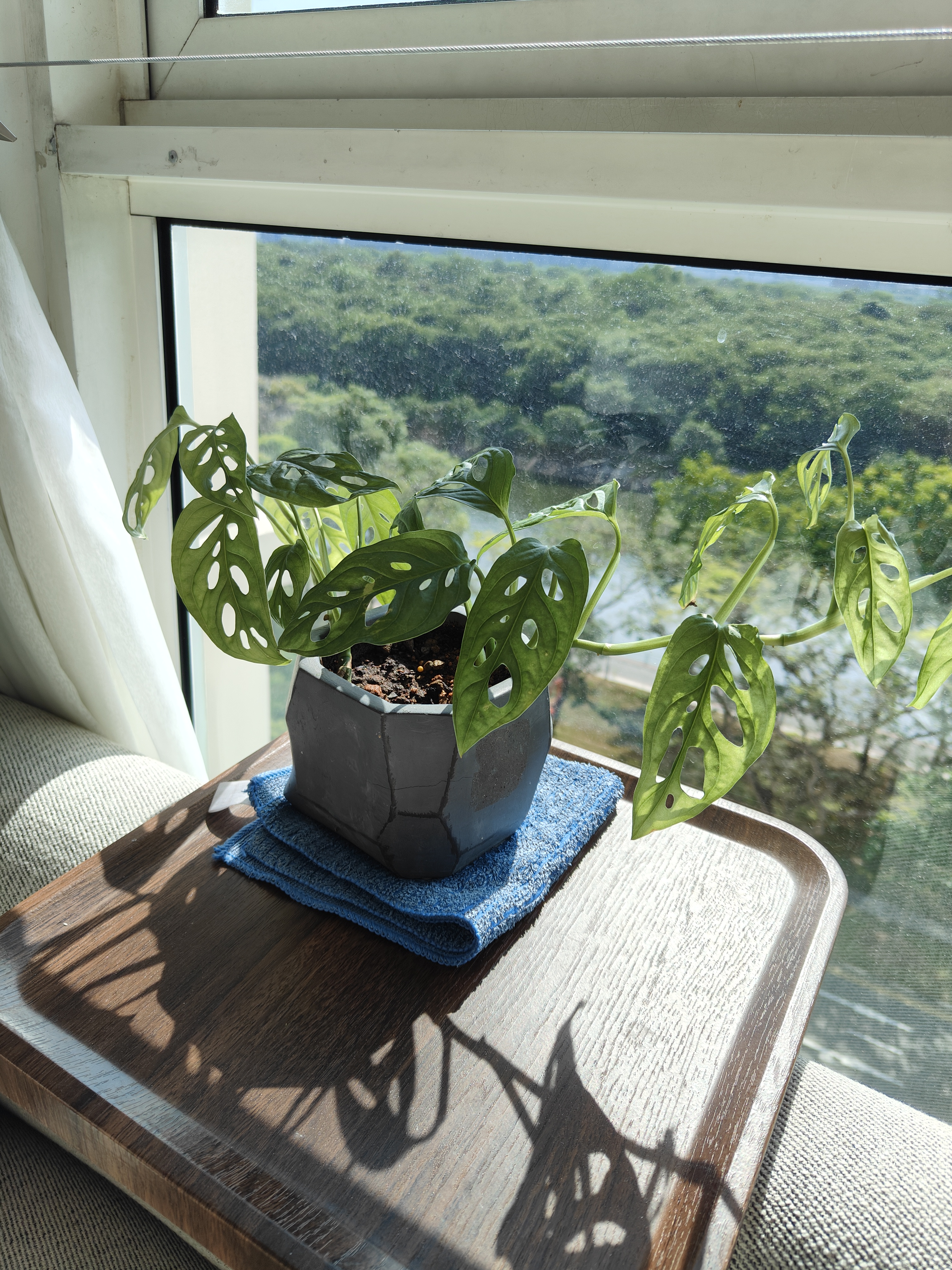 No Gardenspace for us! - window sill, indoor plant, green leaves, potted plant, sunlight, natural light, outdoor view, window