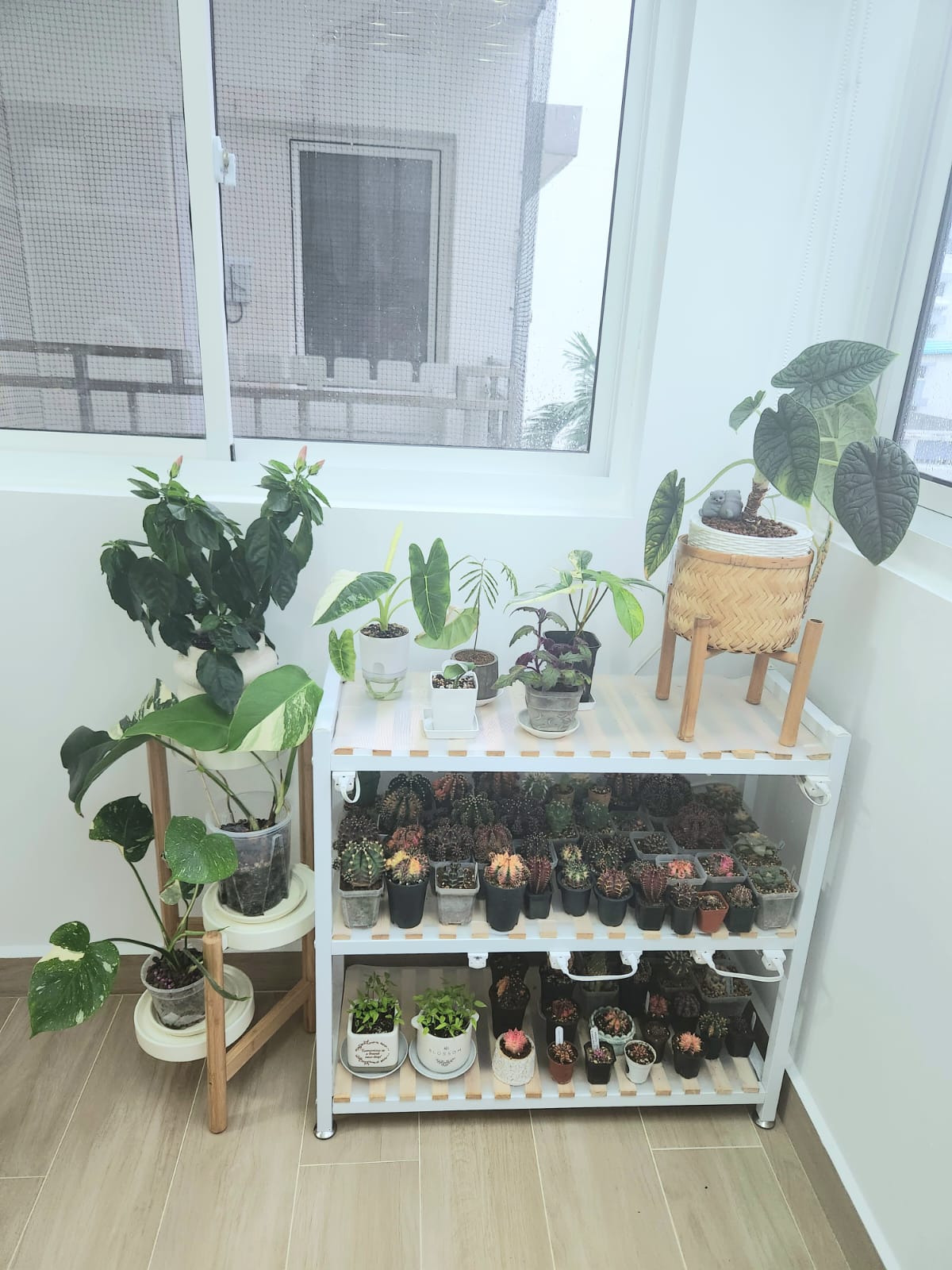 Boosting your happiness with home plants  - various potted plants, indoor plant collection, indoor garden setup, indoor plant