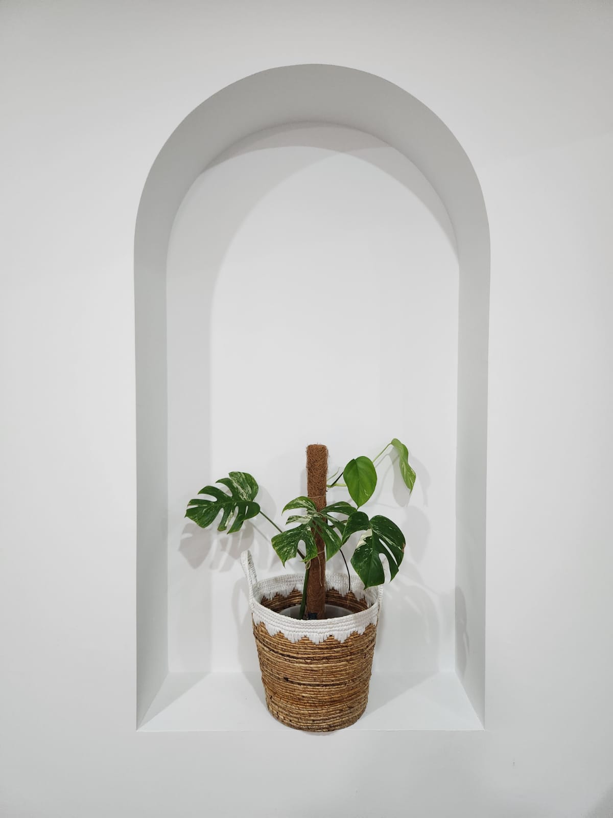 Boosting-your-happiness-with-home-plants-