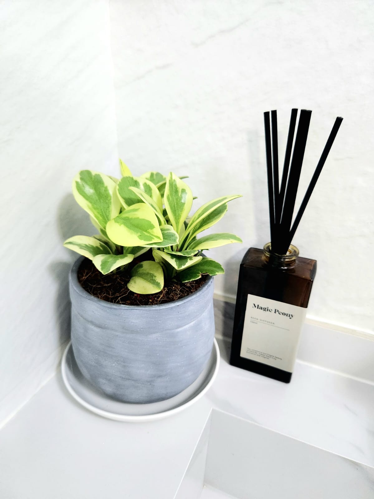 Boosting your happiness with home plants  - Light green and white variegated plant in gray pot, modern minimalist decor