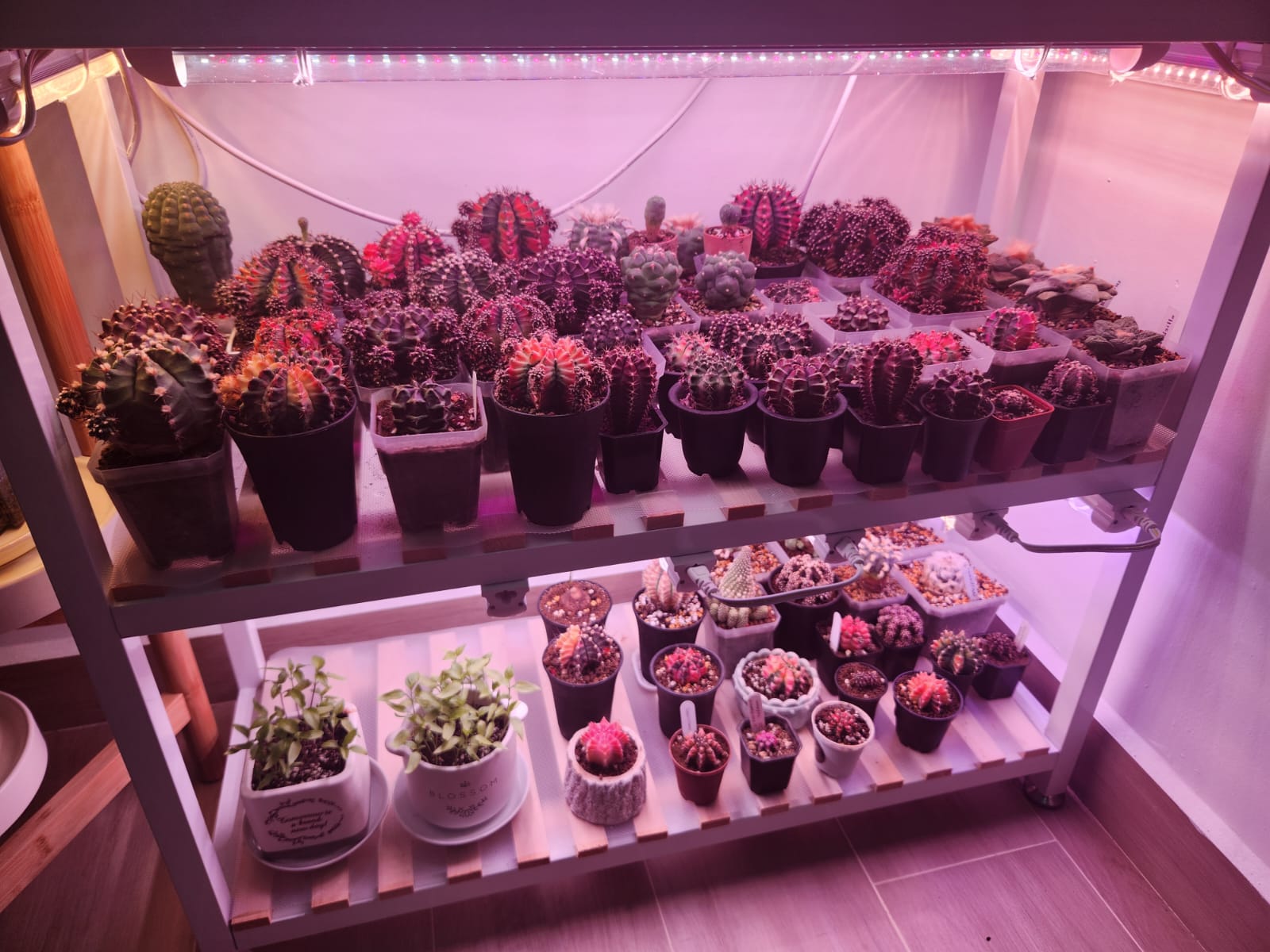 Boosting-your-happiness-with-home-plants-