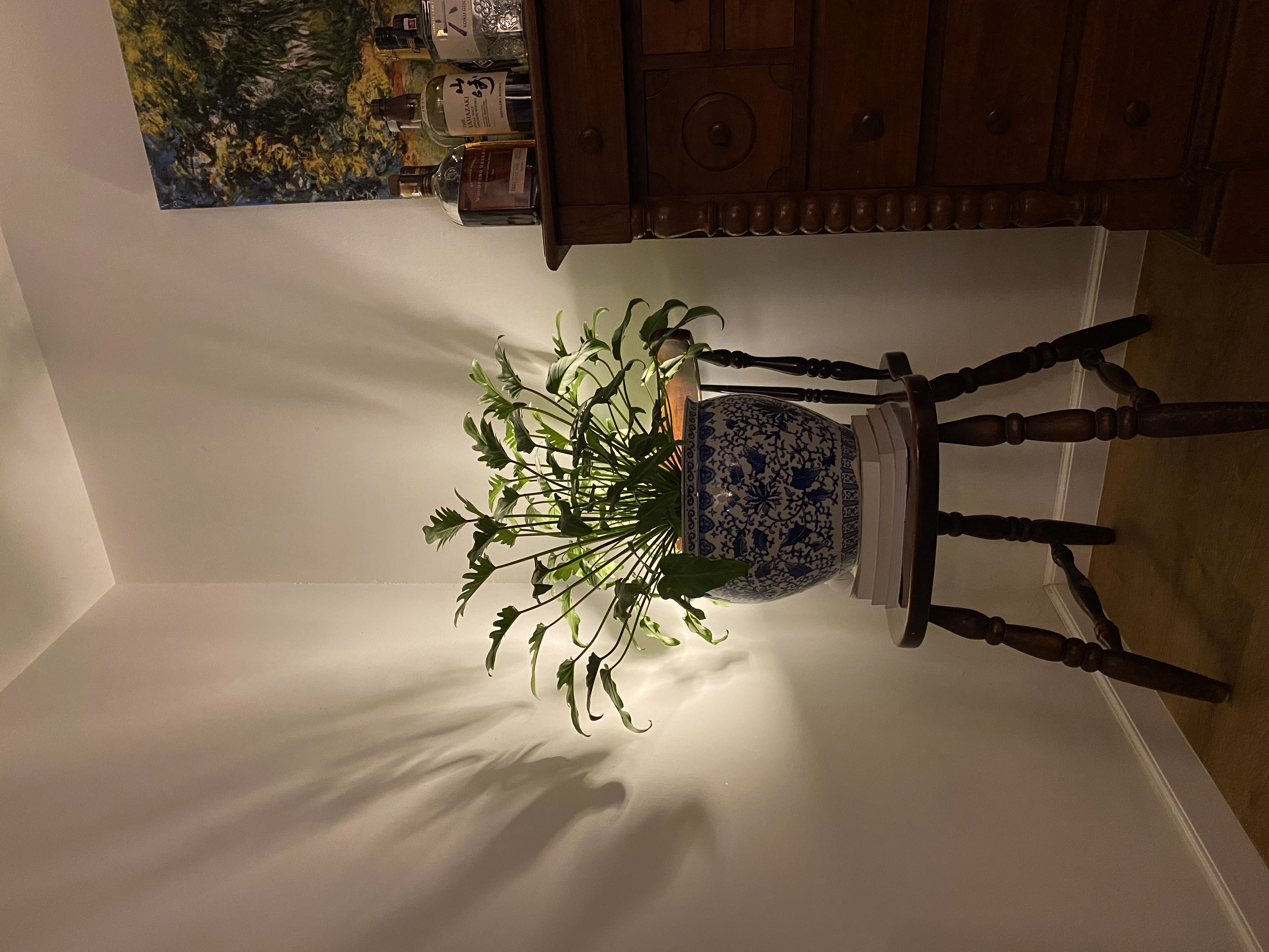 Where Houseplants Create a Cozy, Green Haven - vibrant green plant, indoor setting, wooden furniture, blue and white vase