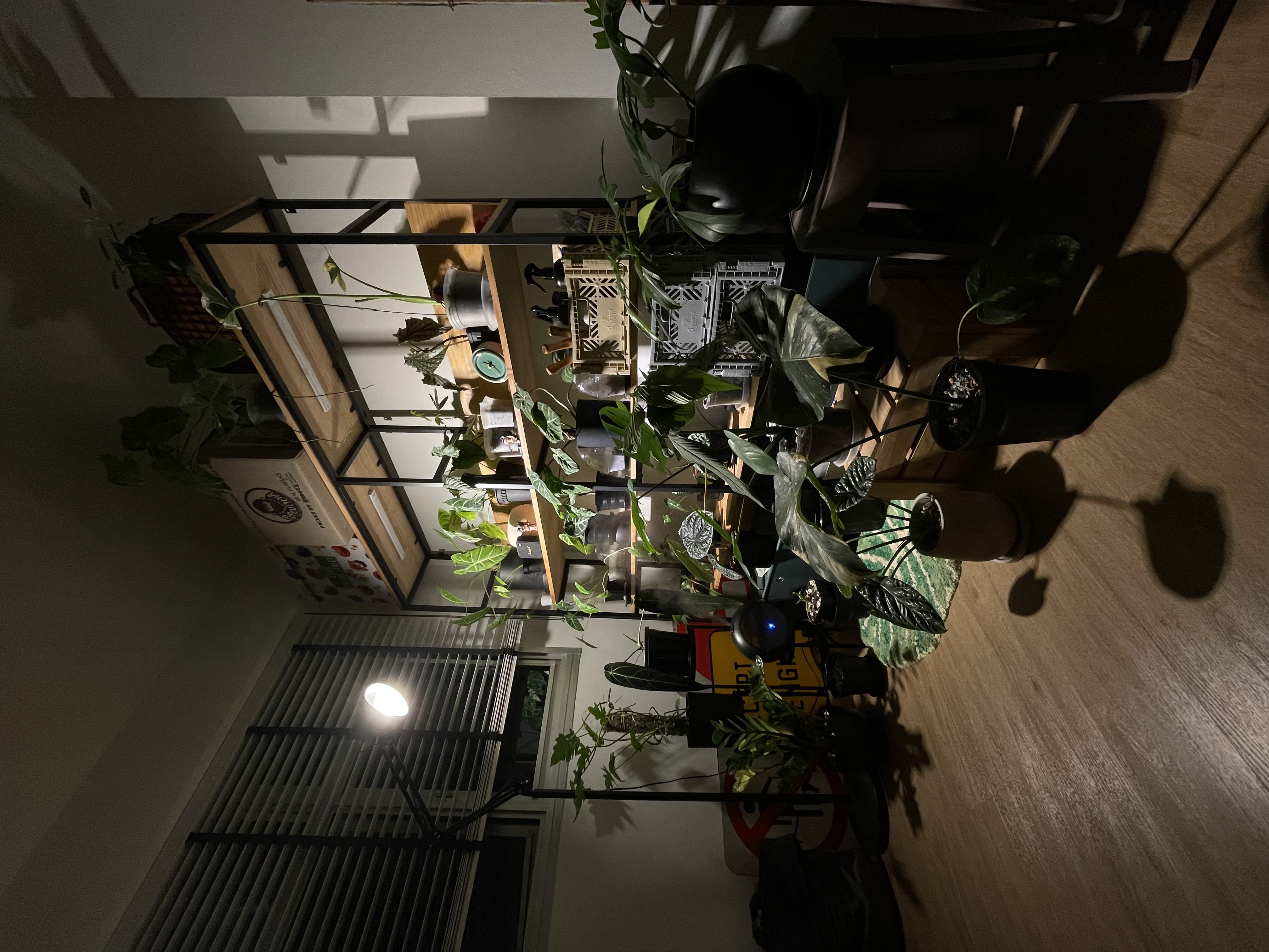Green spice and everything nice - green plants, indoor setting, dim lighting, modern decor, wooden shelves, black metal