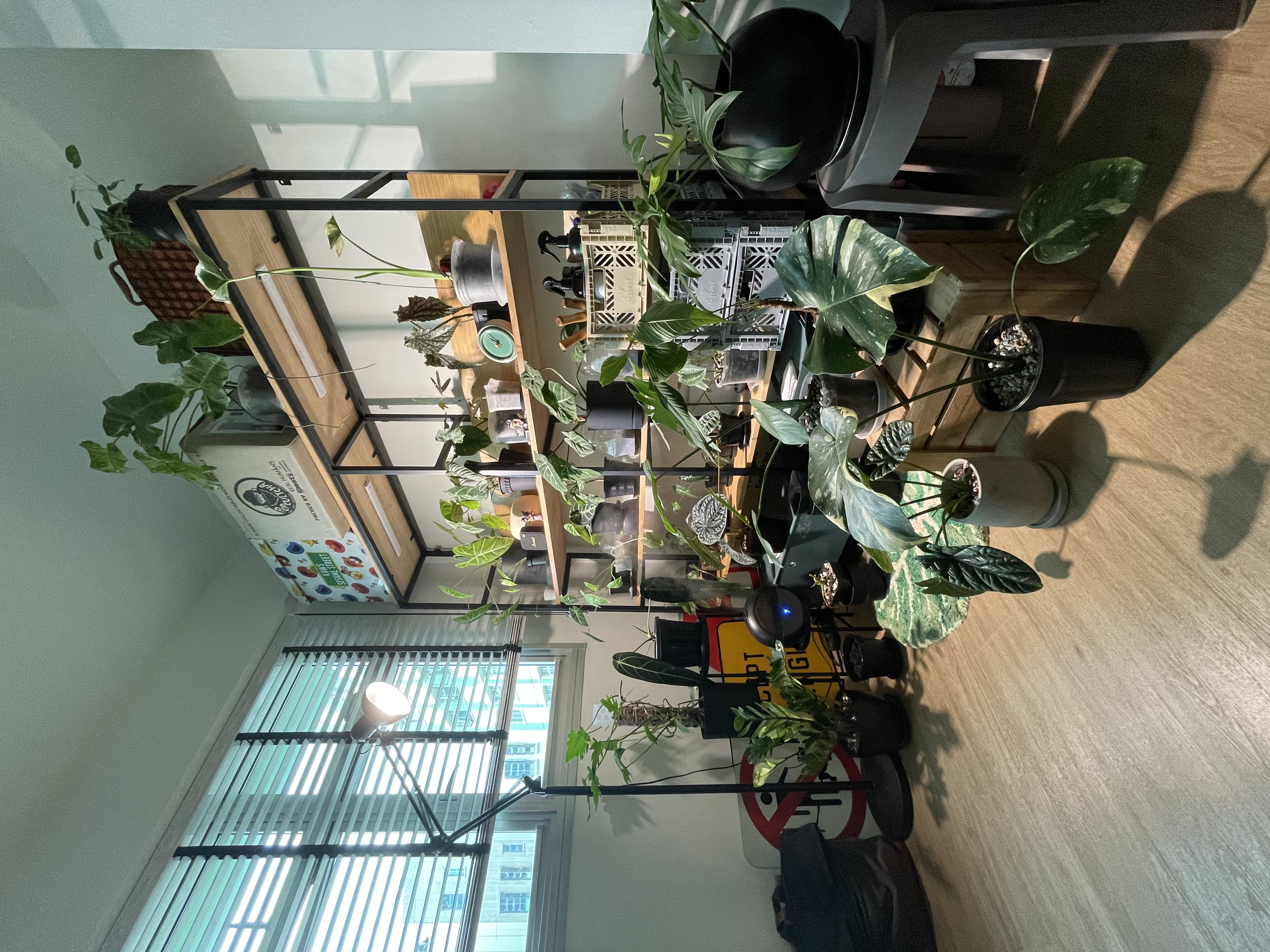 Green spice and everything nice - green plants, indoor setting, modern decor, indoor garden, indoor plants, indoor greenery