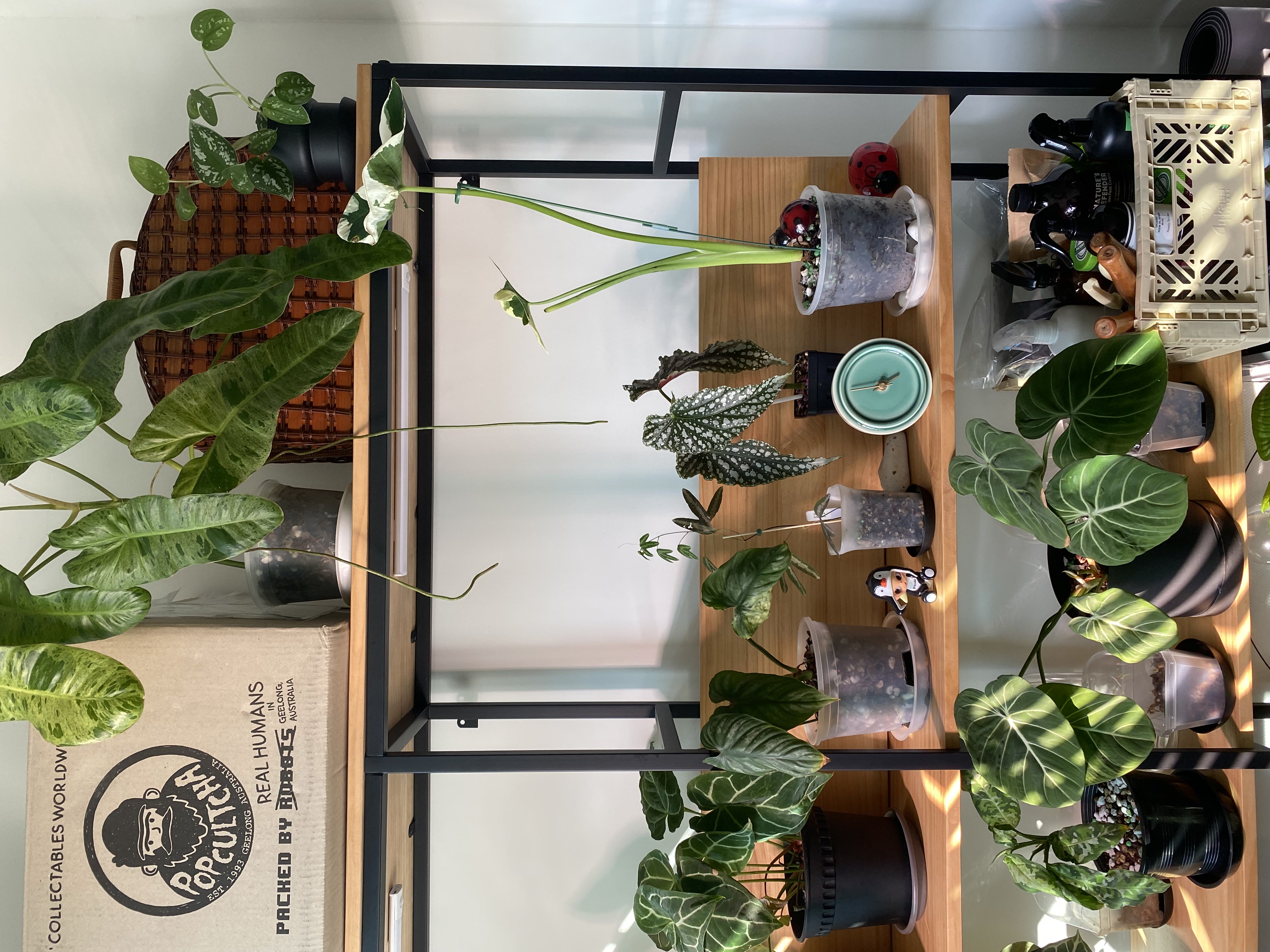 Green spice and everything nice - Green leafy plants, indoor setting, wooden shelf, various potted plants, natural light