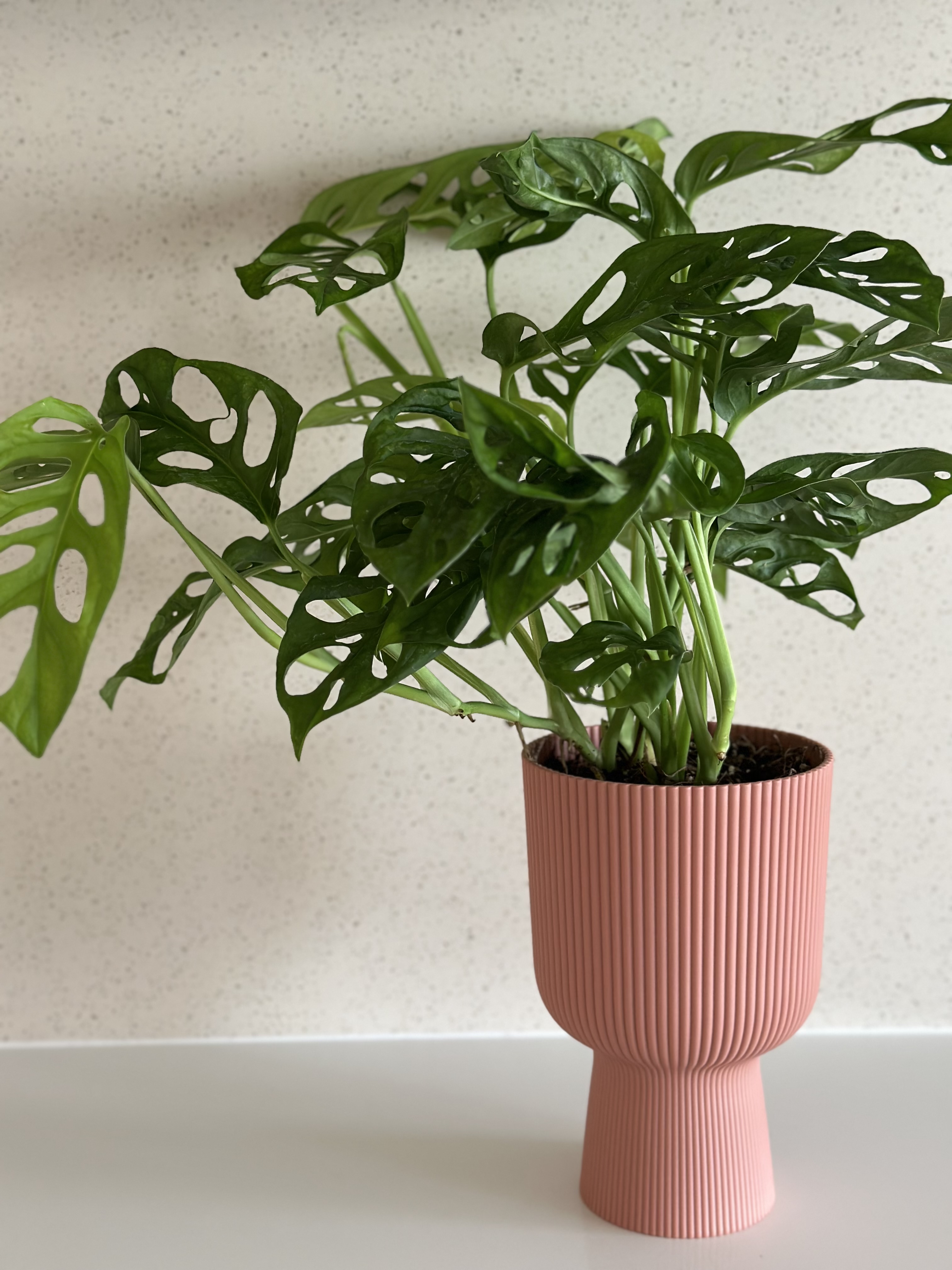 Flora and faux-na 🌱 - Green potted plant with large, heart-shaped leaves featuring intricate cutouts, set against a