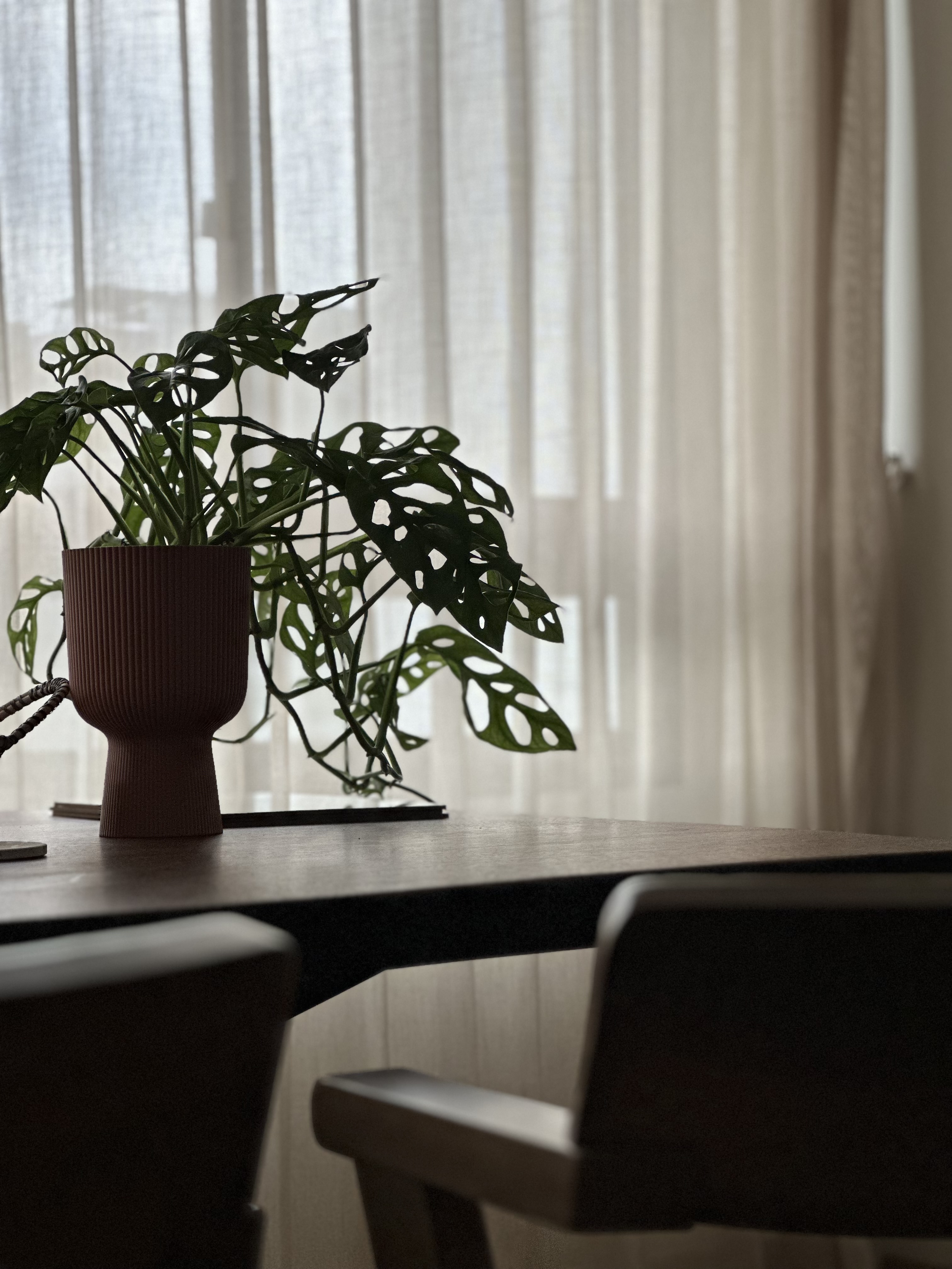 Flora and faux-na 🌱 - Indoors, modern, cozy, natural light, soft shadows, potted plant, green leaves, botanical, indoor