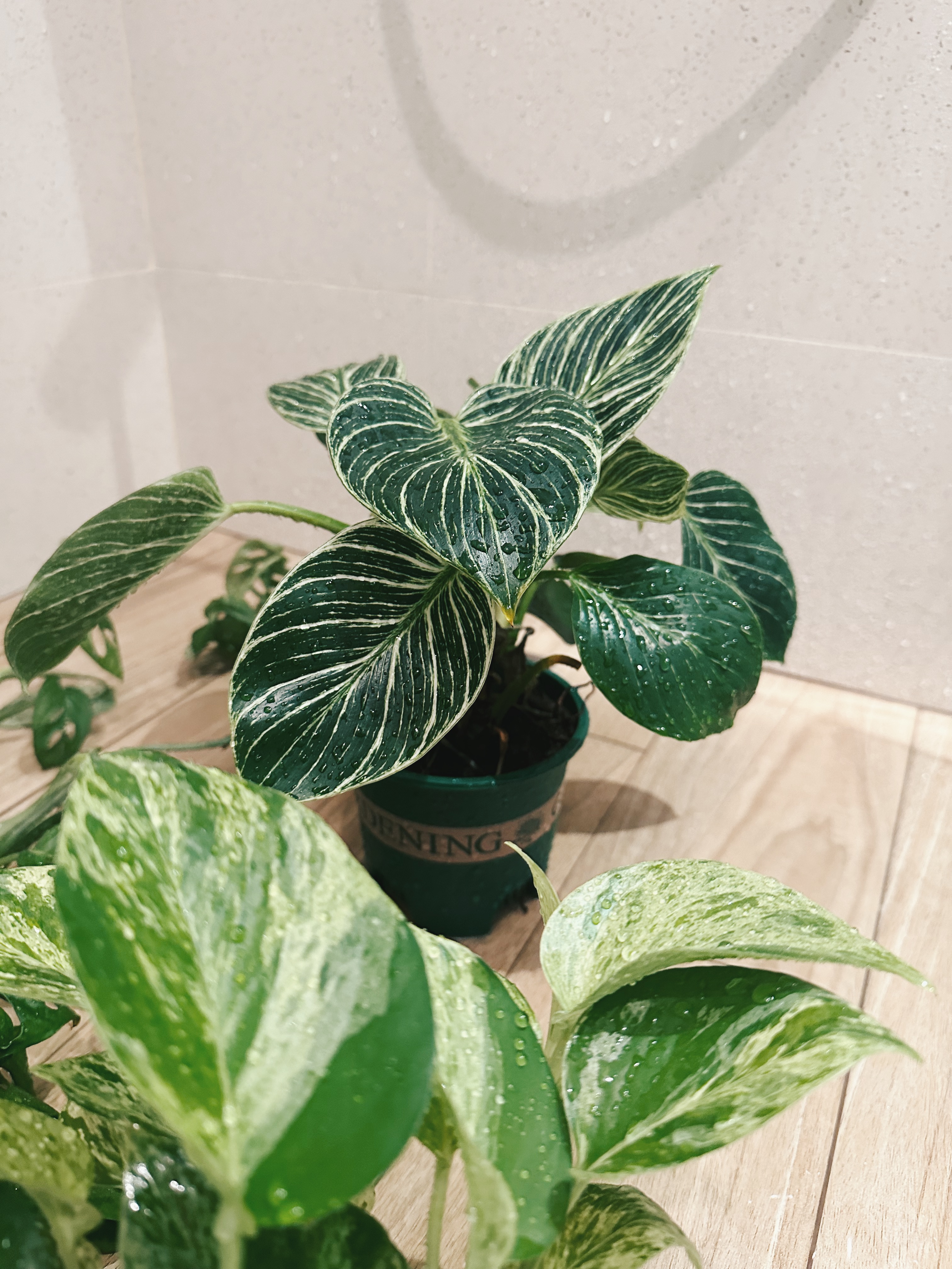 Flora and faux-na 🌱 - Green potted plant with intricate white and green variegated leaves, wet with water droplets, situated