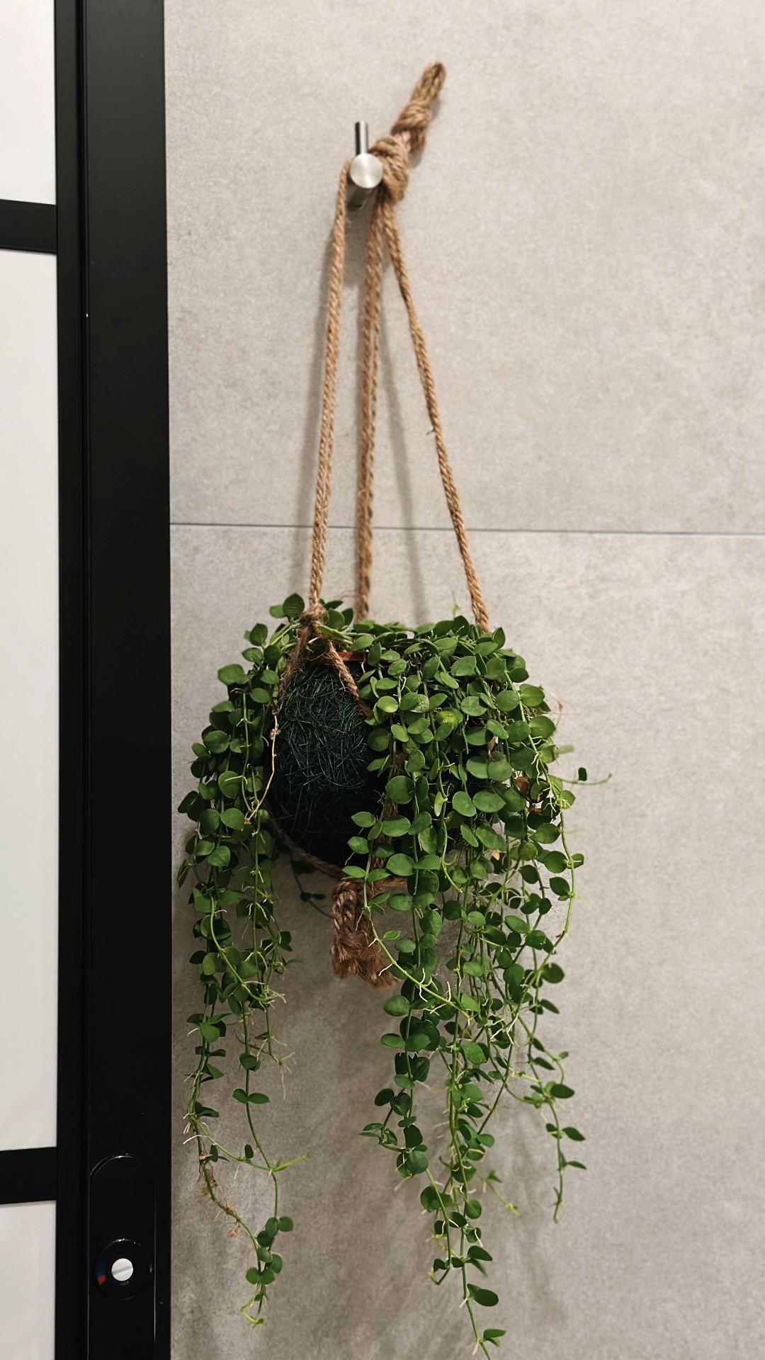 Flora and faux-na 🌱 - green hanging plant, hanging basket, trailing vines, indoor plant, modern decor, indoor greenery